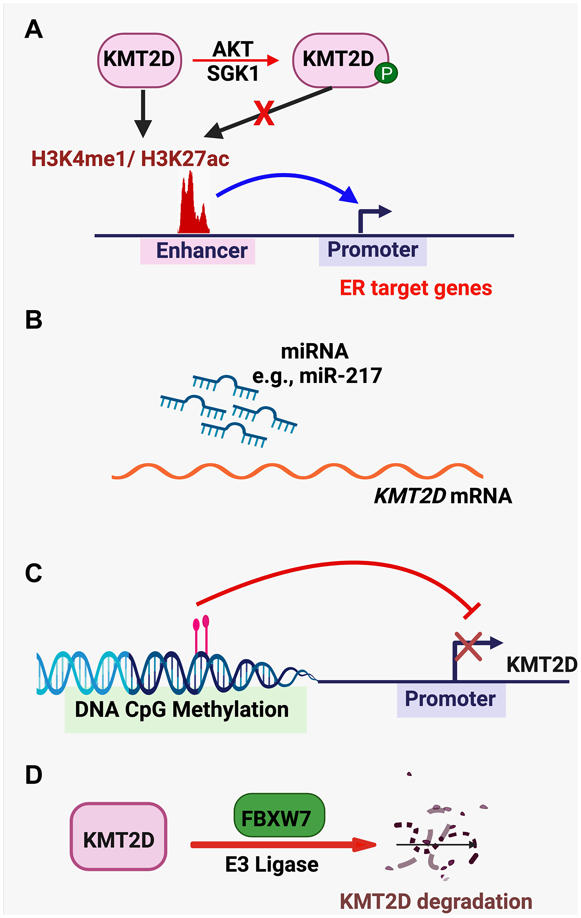 KMT2D-regulating pathways