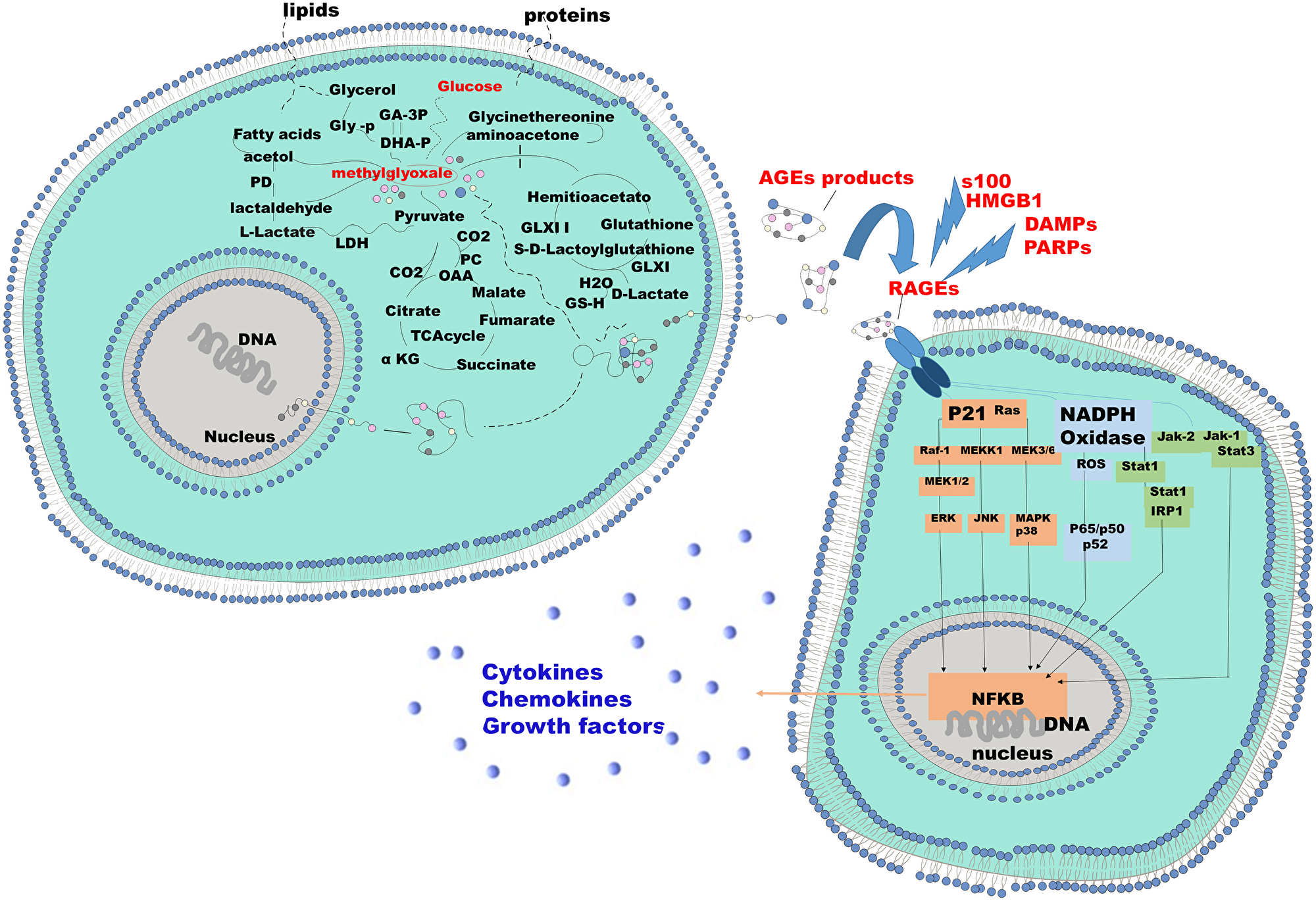 Mechanism of endogenous AGE formation and pathobiological actions of RAGE receptor ligands
