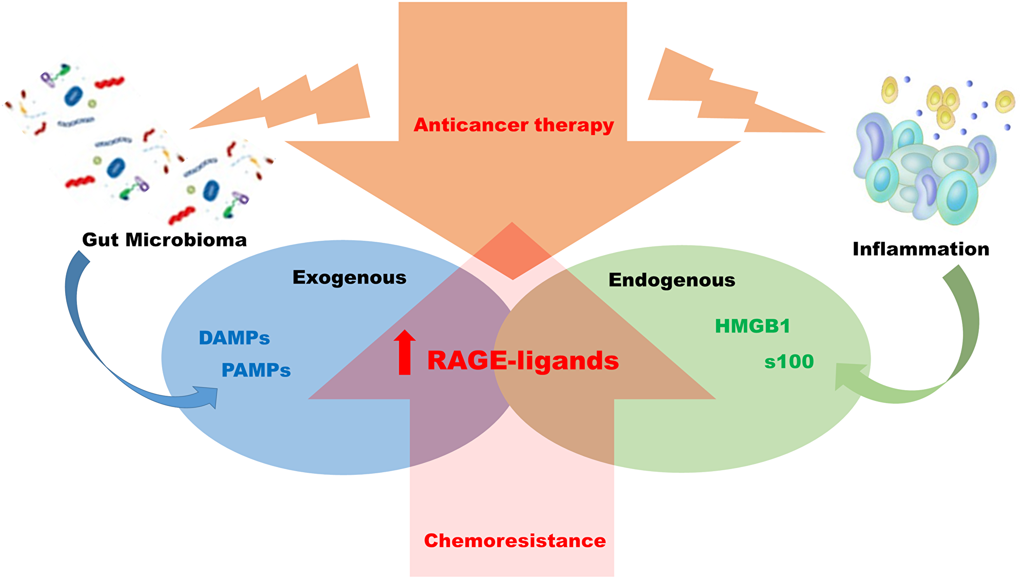 Mechanism of chemo resistance RAGE-ligands dependent