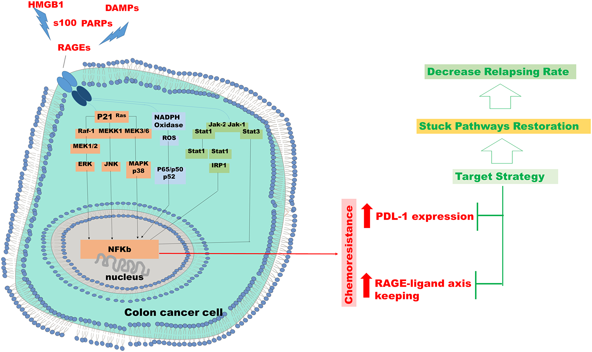 Chemo resistance in colon cancer cell