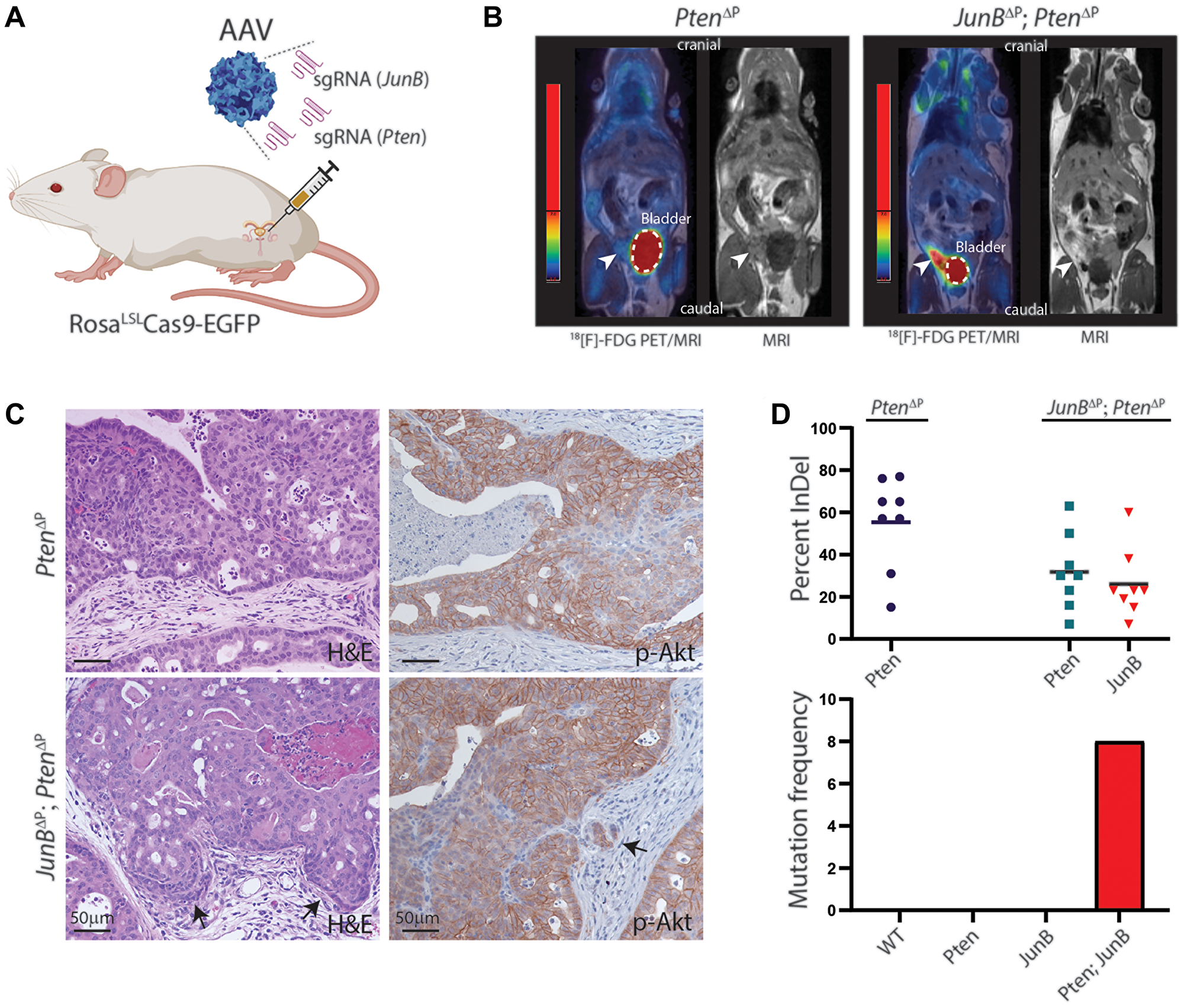Loss of JunB and Pten in the murine prostate epithelium by CRISPR/Cas9