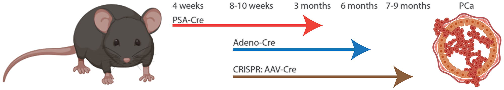 Comparison of Cre/lox to CRISPR induced prostate cancer in mouse