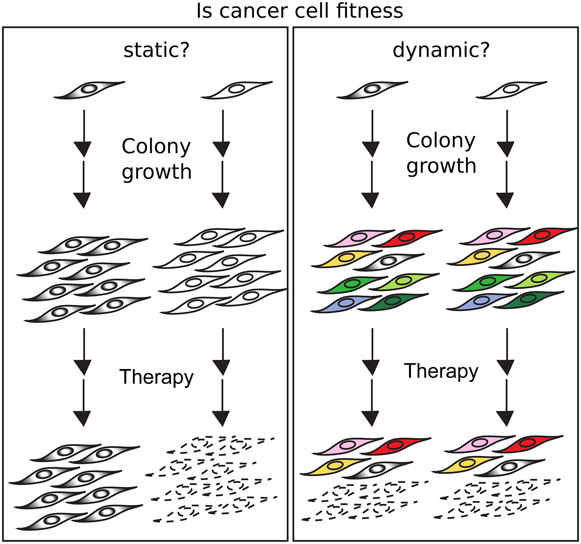 If fitness is conserved, cells with high and low fitness will generate colonies which will be resistant or sensitive to a therapeutic agent (left)
