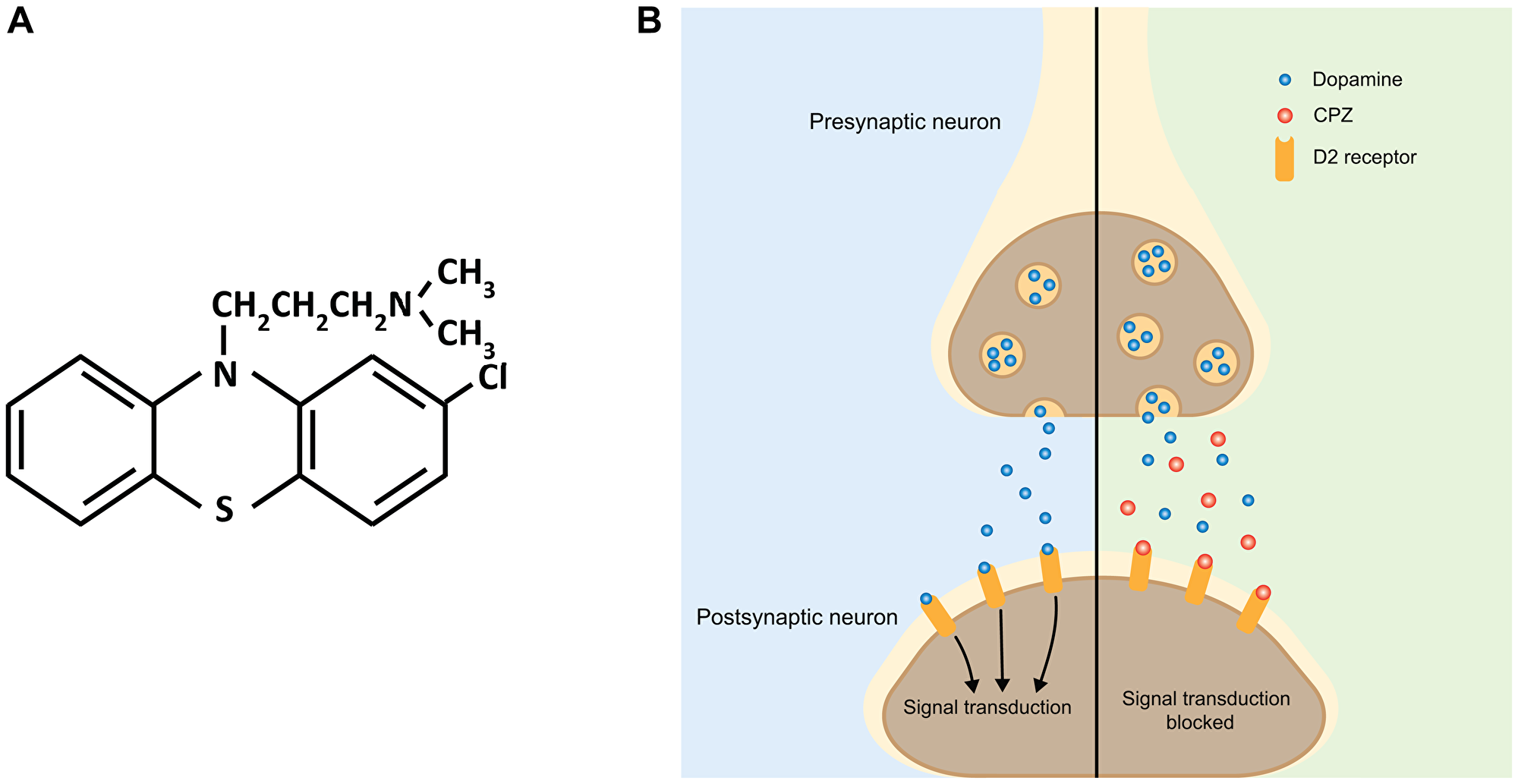 Schematic of the effect of CPZ on dopaminergic neurotransmission