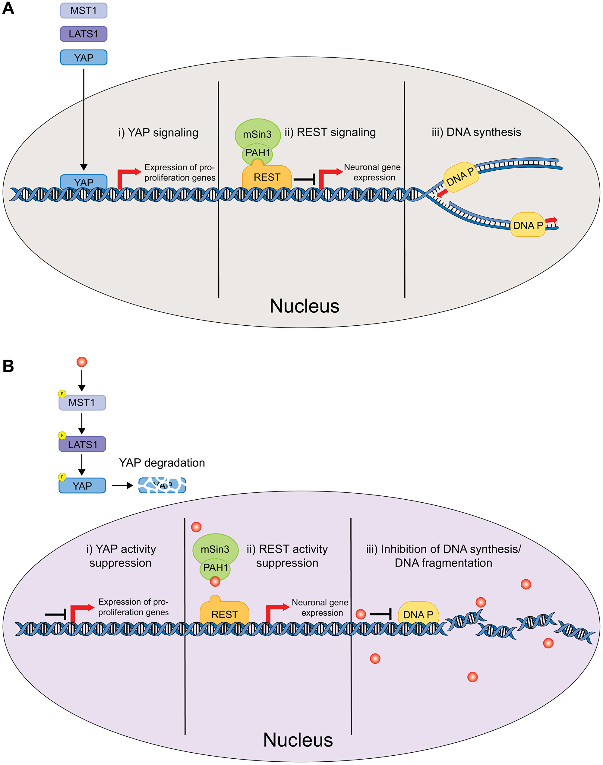 Schematic of the nucleus delimited effects of CPZ