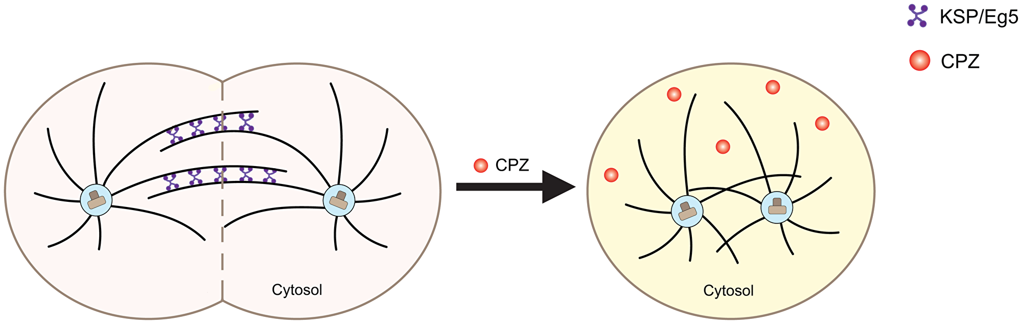 Schematic of the effect of CPZ on mitotic kinesins