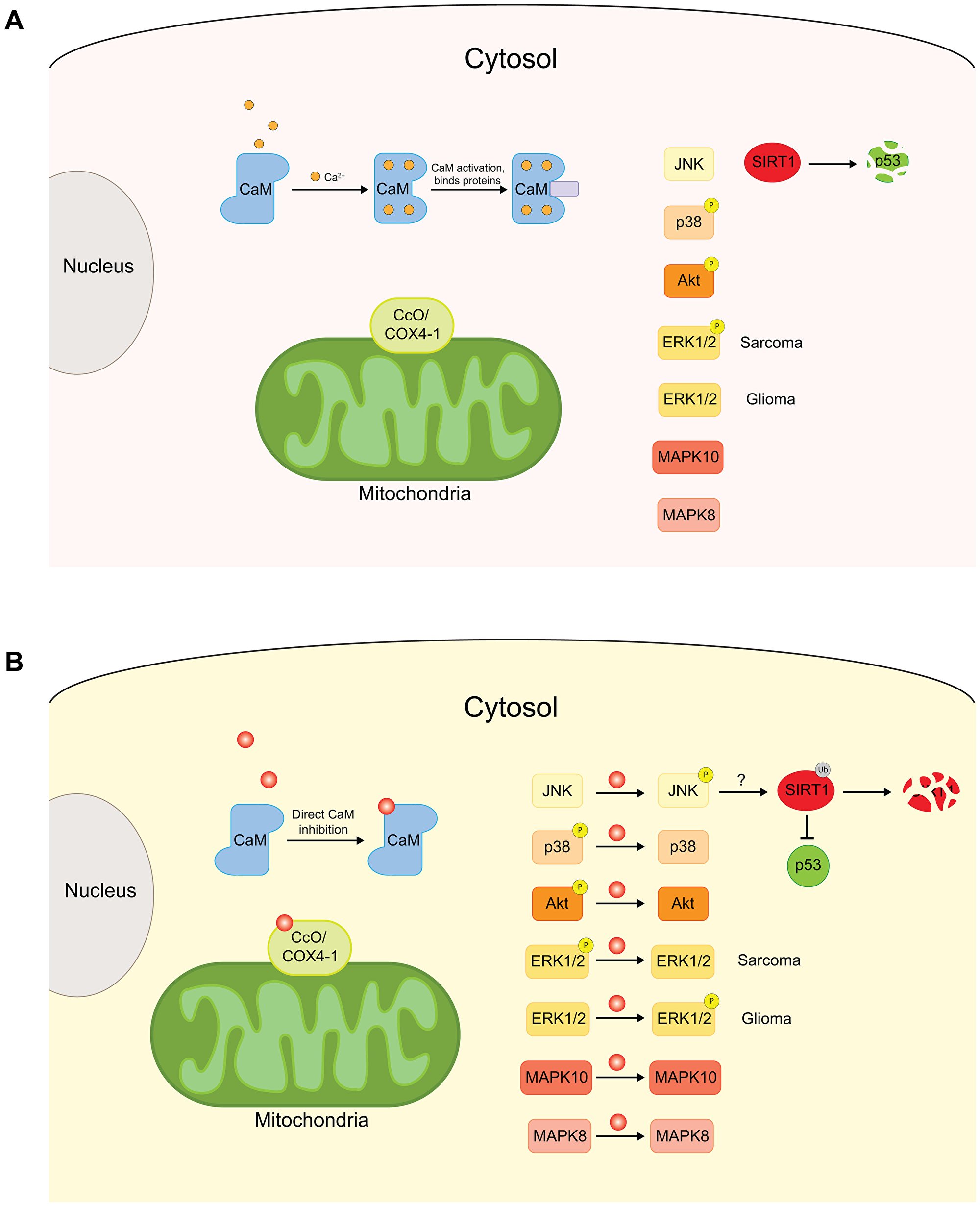 Schematic of the effects of CPZ on cytoplasmic and mitochondrial proteins