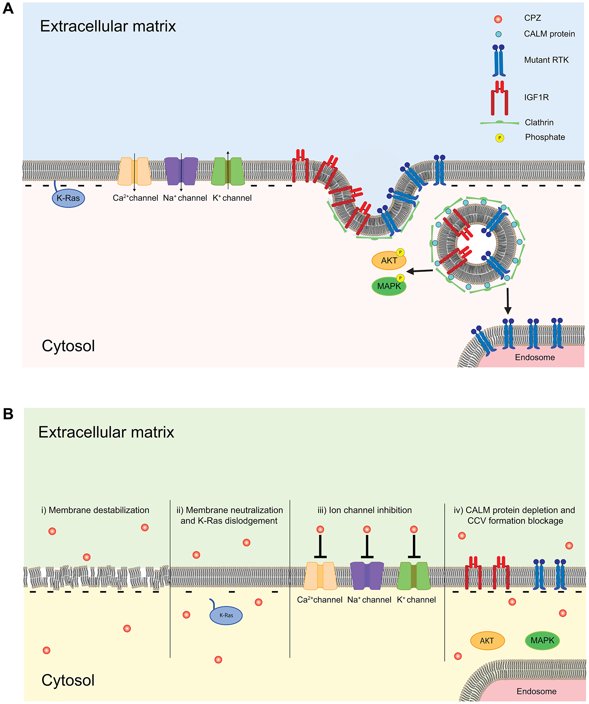 Schematic of the membrane delimited effects of CPZ