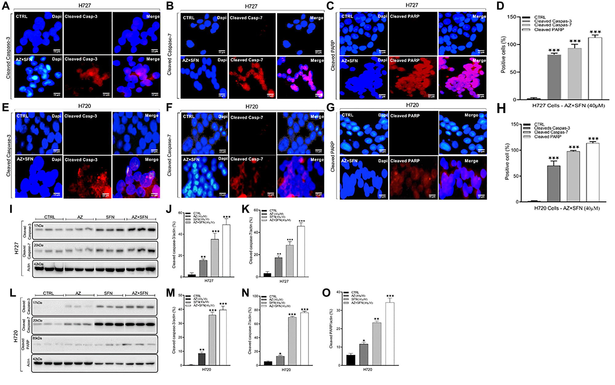 Cleaved caspase-3, cleaved caspase -7, and cleaved PARP expressions in typical H727 (A–D) and atypical H720 (E–H) BC cells after AZ (40 μM), SFN (40 μM), and the combination treatment for 72 hours using immunohistochemistry (IHC) and immunofluorescence labeling assays, and Western blot. (D, H) The percent positive cells were quantified using Image J software. (I–O) Western blot analyses of cell lysates for the expression of cleaved caspase-3, caspase-7, or cleaved PARP. The blots were stripped and reprobed for β actin as a loading control. The data represent one out of three independent experiments showing similar results. The results show a progressive increase in apoptotic proteins from AZ, SFN to AZ+SFN. The expression of cleaved caspase-3, -7, and PARP was compared to the untreated control for each treatment group by ANOVA using the unpaired t-test with 95% confidence with indicated asterisks for statistical significance. *p ≤ 0.05, **p ≤ 0.01, ***p ≤ 0.001, n = 3 independent experiments. Abbreviations: AZ: acetazolamide; SFN: sulforaphane; BC: bronchial carcinoma; PARP: poly [ADP-ribose] polymerase; IF: immunofluorescence.