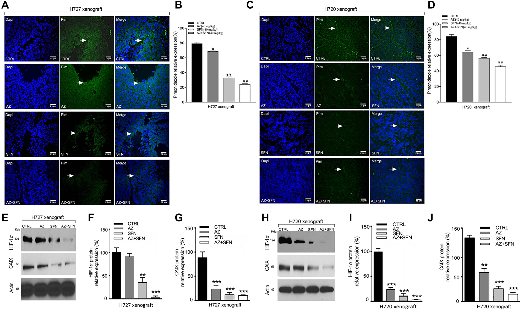 AZ, SFN, and AZ+SFN upend hypoxia microenvironment in H720 and H727 xenografts using Hypoxyprobe™ (pimonidazole hydrochloride) immunohistochemical analysis and western blot of HIF-1α and CAIX in xenograft lysates