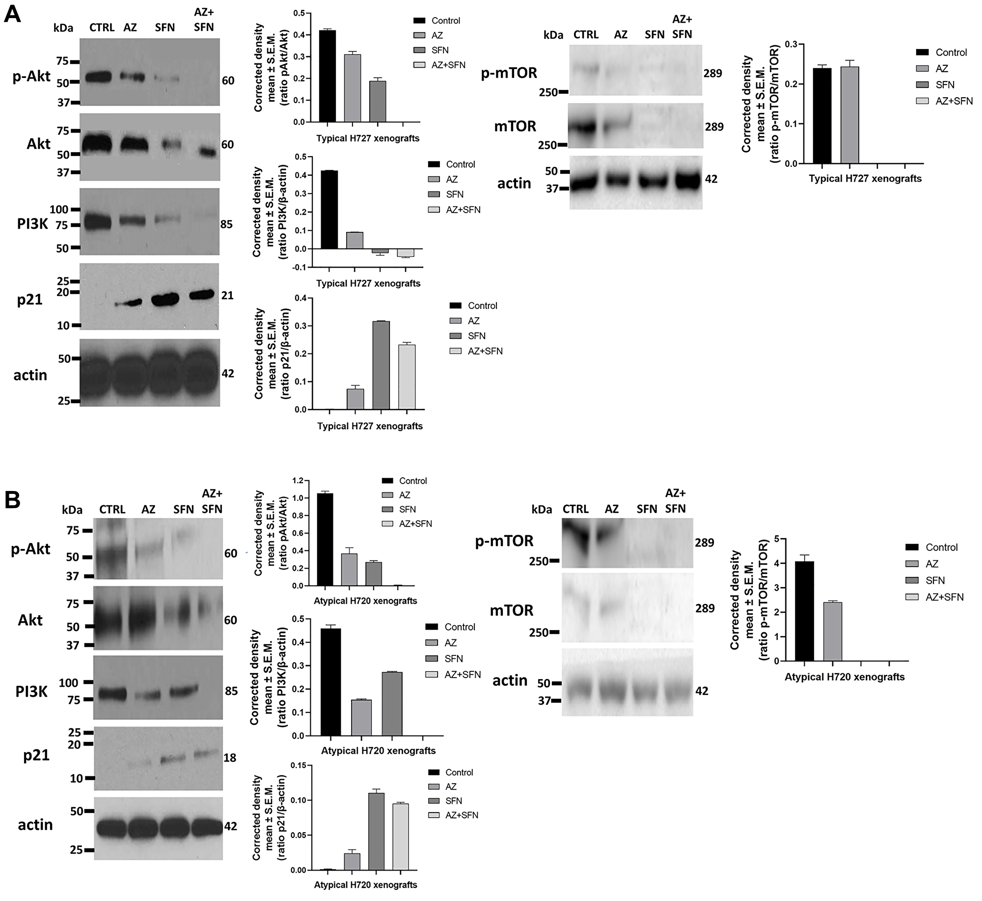 Effect of AZ, SFN, and AZ+SFN on the PI3K/Akt/mTOR signaling pathway in heterotopic xenografts (A) typical H727 and (B) atypical H-720 tumors growing in NOD/SCID mice. Individual necropsy tumors were taken from untreated control (CTRL) and AZ (20 mg/kg), SFN (40 mg/kg), and a combination of AZ (20 mg/kg) + SFN (40 mg/kg) mice daily treated for two weeks, as previously reported [3]. Each lane represents a single tumor lysate. Quantitative analysis was done by assessing the band’s density corrected for background in each lane using Corel Photo-Paint 8.0 software. Each bar in the graphs represents the mean ratios of pAkt/Akt, PI3K/actin, p21/actin, and p-mTOR/mTOR of band density ± SEM (error bars) for untreated (CTRL) and treated cohorts for 3–5 replicate measurements. Results confirm that the main survival pathways are significantly downregulated by AZ, SFN and especially AZ+SFN. The upregulation of p21 correlates with a significant reduction in tumor growth. The data represent one out of three independent experiments showing similar results. Abbreviations: AZ: acetazolamide; SFN: sulforaphane; BC: bronchial carcinoma; PI3K/Akt/mTOR: phosphoinositide 3-kinases/protein kinase B/mechanistic target of rapamycin; p-Akt: phospho- protein kinase B; p21: cyclin-dependent kinase inhibitor 1; p-mTOR: phospho- mechanistic target of rapamycin.