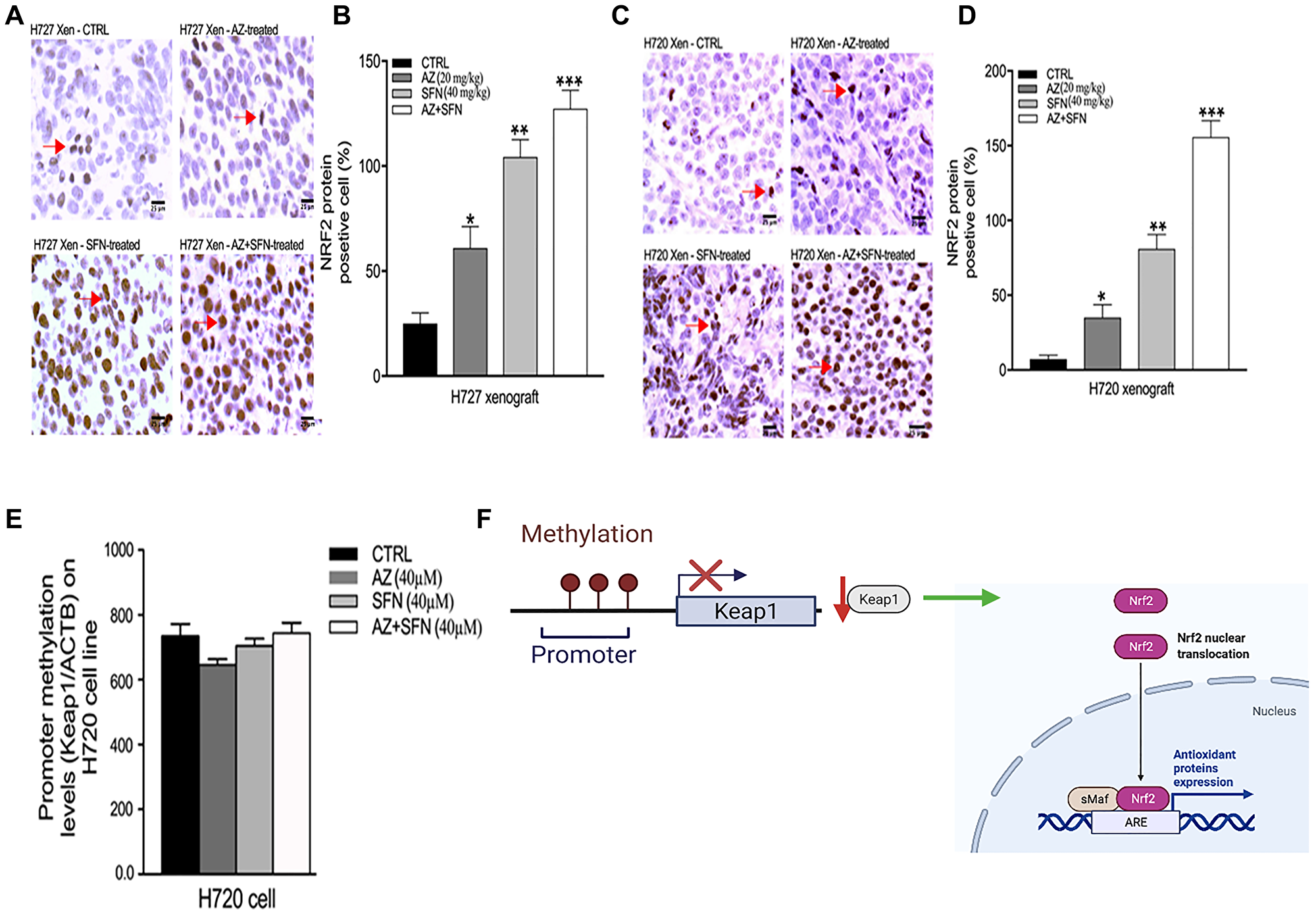 SFN, AZ, and AZ+SFN increase the Nrf2-mediated antioxidant pro-survival pathway in typical H727 (A, B) and atypical H720 (C, D) tumors growing in a NOD/SCID mice using immunohistochemistry assay. Individual necropsy tumors were taken from untreated control (CTRL) and AZ (20 mg/kg), SFN (40 mg/kg), and a combination of AZ (20 mg/kg) plus SFN (40 mg/kg) cohorts treated daily for two weeks, as previously reported [3]. The data represent one out of three independent experiments showing similar results. (E) RT-PCR data show that Keap1 methylation levels did not change significantly following AZ, SFN, and AZ+SFN treatment in BC H720 cells compared to the untreated control. Nrf2 positive cells’ expression was compared to the untreated control for each treatment group by ANOVA using the unpaired t-test with 95% confidence with indicated asterisks for statistical significance. *p ≤ 0.05, **p ≤ 0.01, ***p ≤ 0.001, n = 3. (F) Schematic regulation of the promoter and methylation of Keap1; The images were created with <a href="https://biorender.com/" target="
