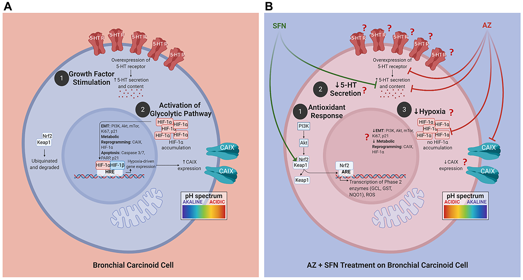 Proposed schema of AZ, SFN, and AZ+SFN targeting the pro-survival pathways in BC