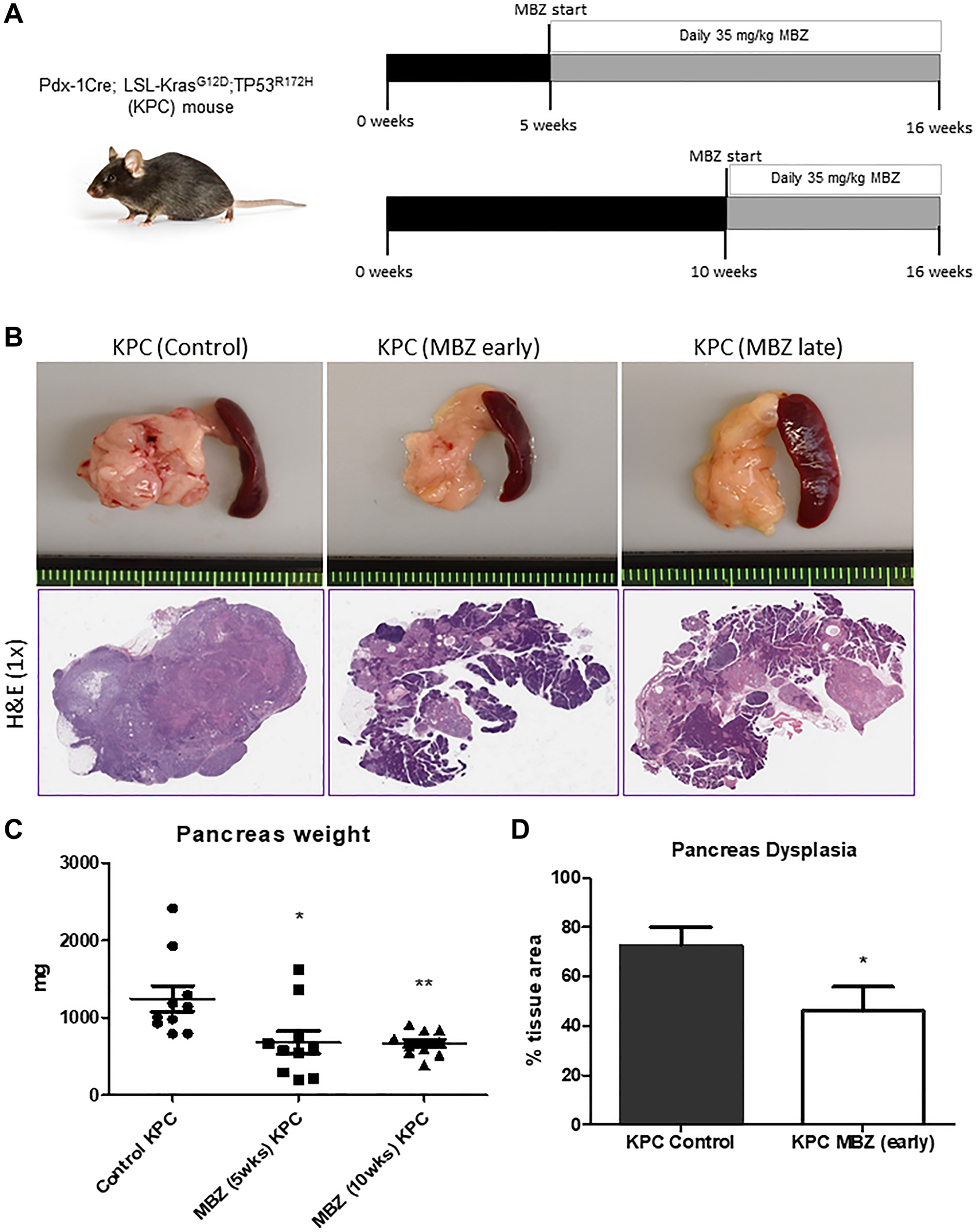 Mebendazole suppressed pancreatic tumor progression and incidence in the KPC mouse as an early and late intervention agent