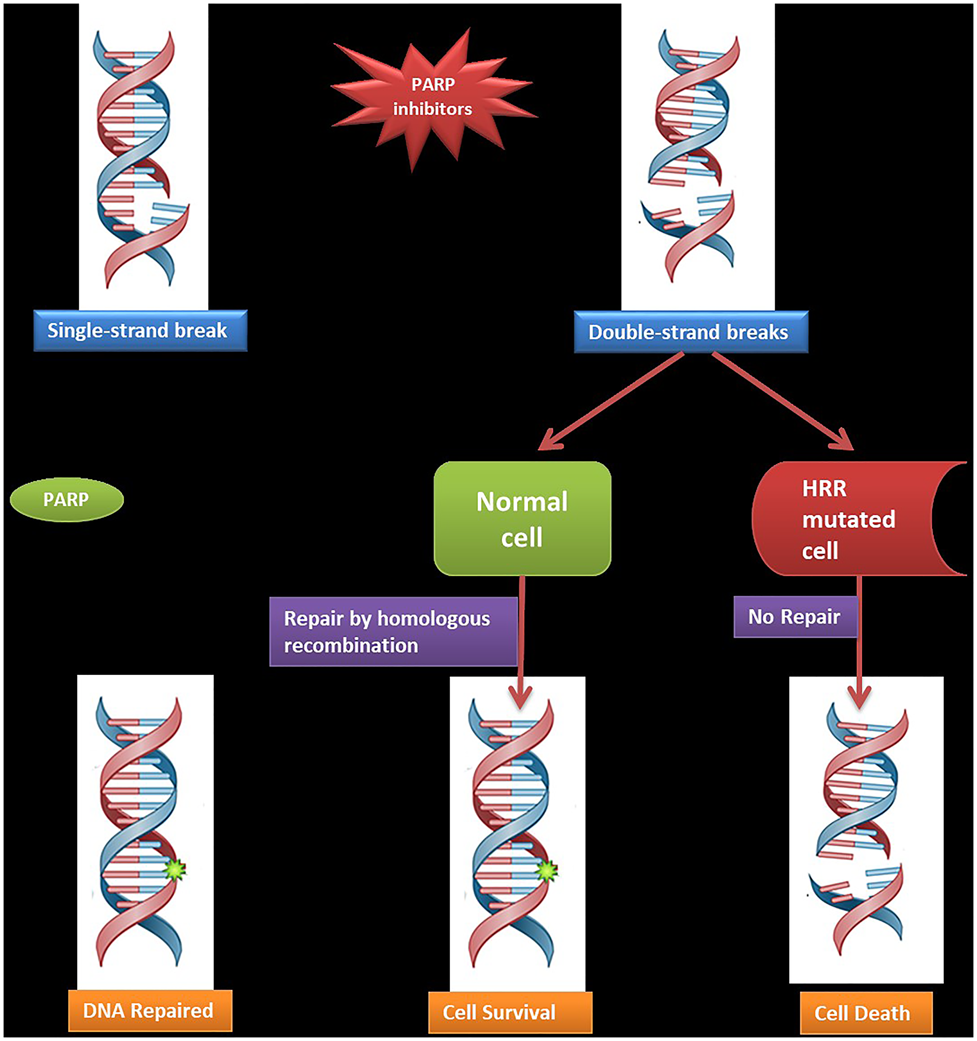Mechanism of action of PARP inhibitors
