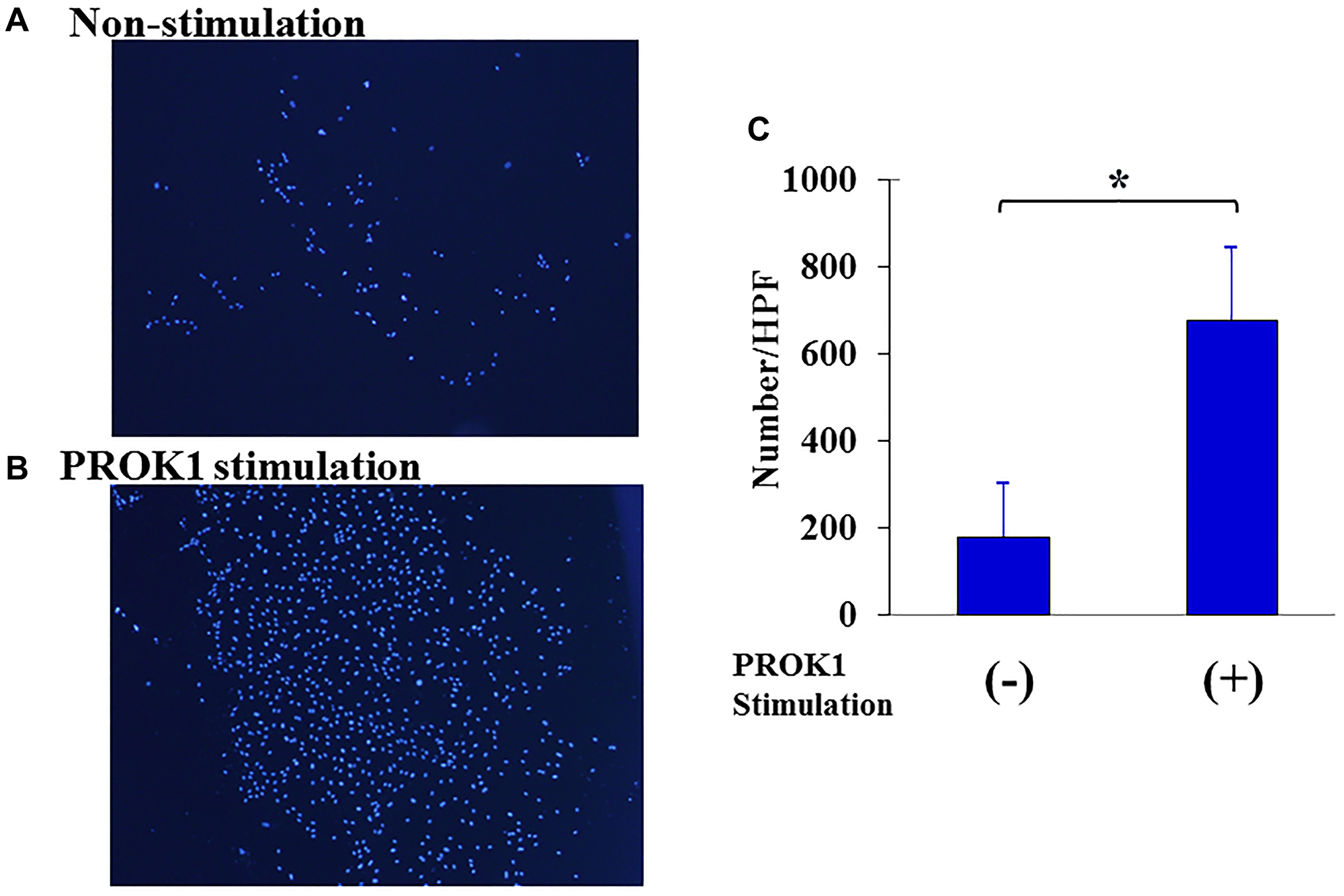Proliferation of human lymphatic endothelial cells