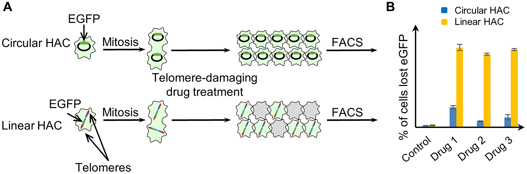 Experimental design for measuring CIN induced by telomere disfunction, based on the use of a linear EGFP-HAC versus a circular EGFP-HAC