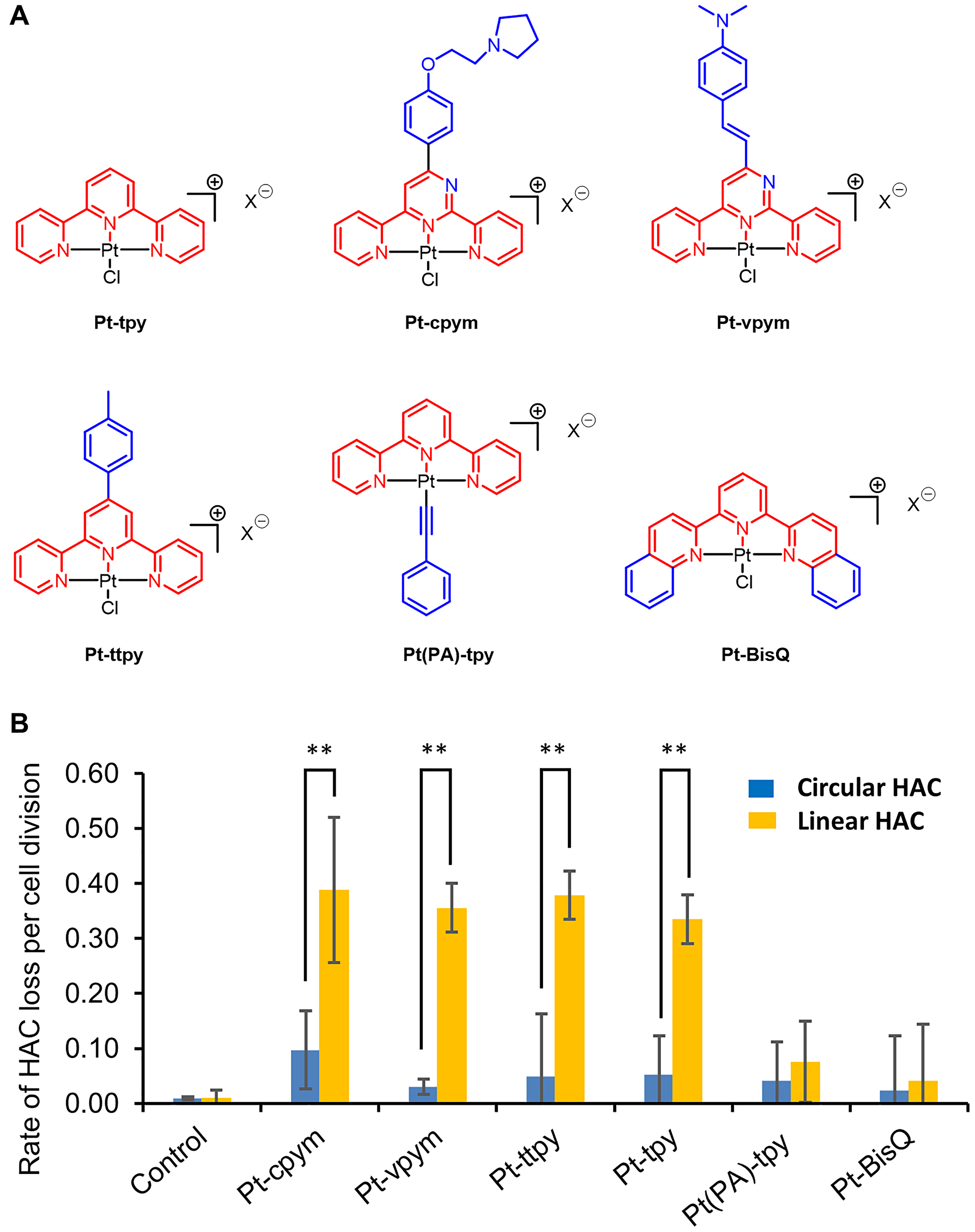 Effect of terpyridine platinum compounds on a linear versus a circular EGFP-HAC mis-segregation rate