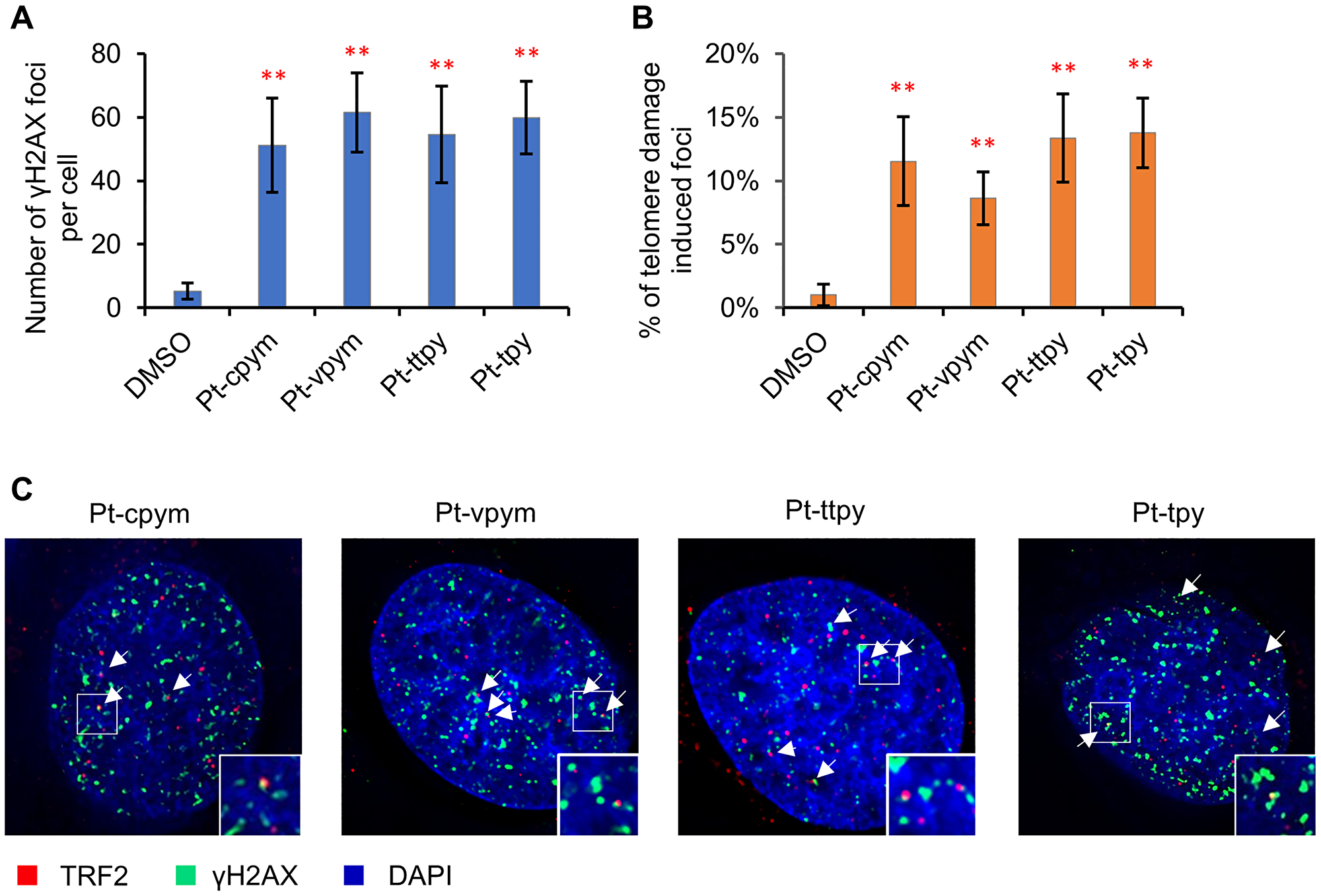Immunostaining of DNA double stranded breaks with an antibody against γH2AX and the telomeric protein TRF2