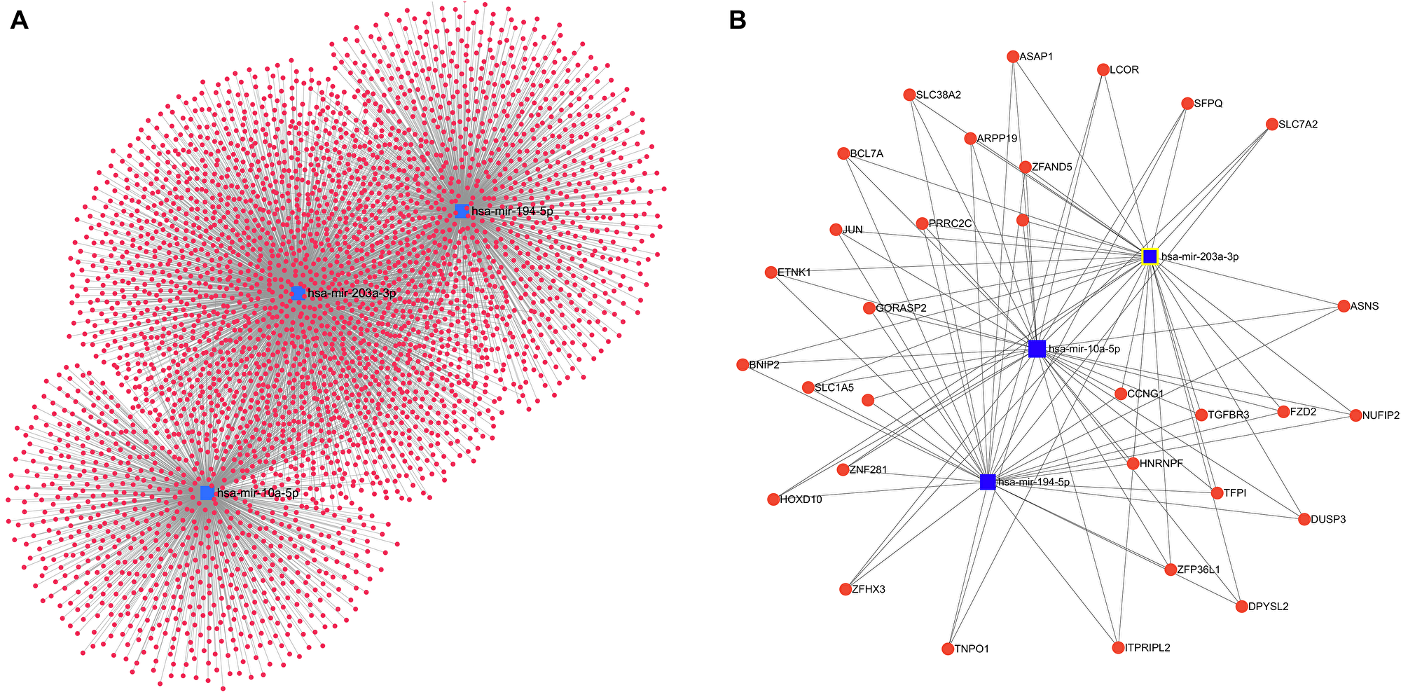 miRNAs and associated interaction with target genes