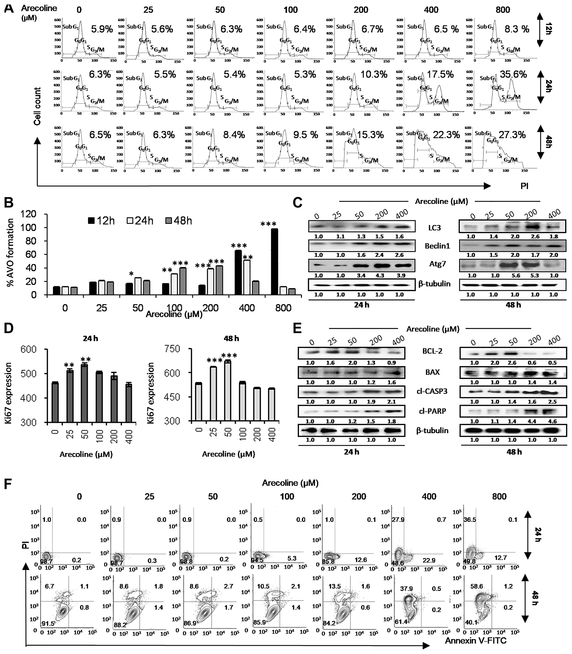 Arecoline induces apoptosis in HEp-2 cells at high concentrations and autophagy-mediated cell survival and proliferation at low concentrations
