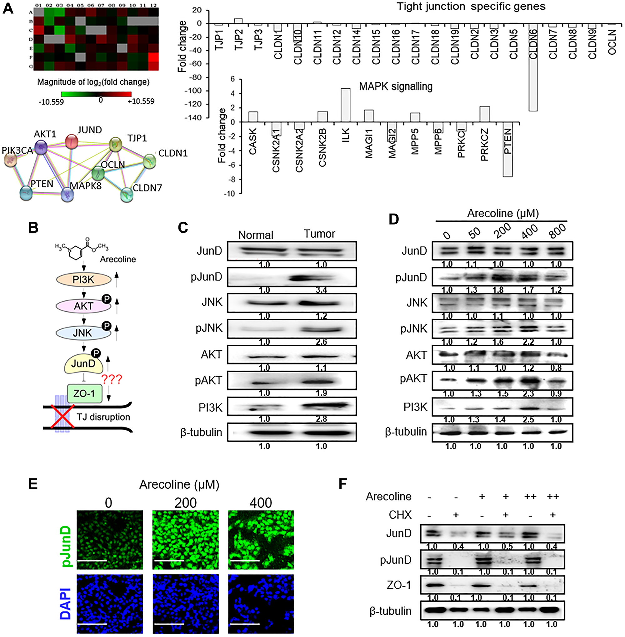 Arecoline-induced activation of the MAPK pathway mediators