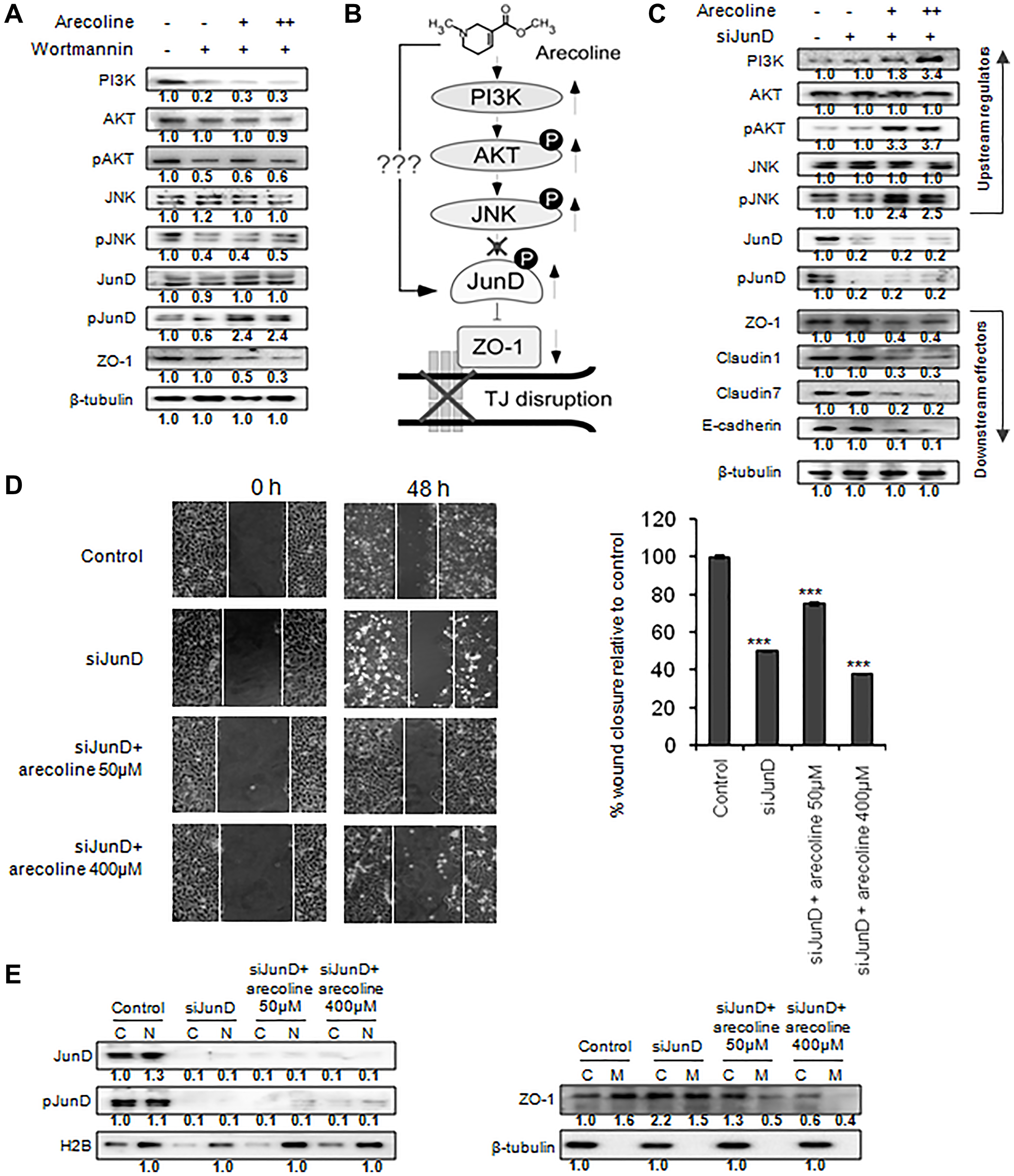 Arecoline mediates tight junction disruption by JunD phosphorylation and ZO-1 down regulation