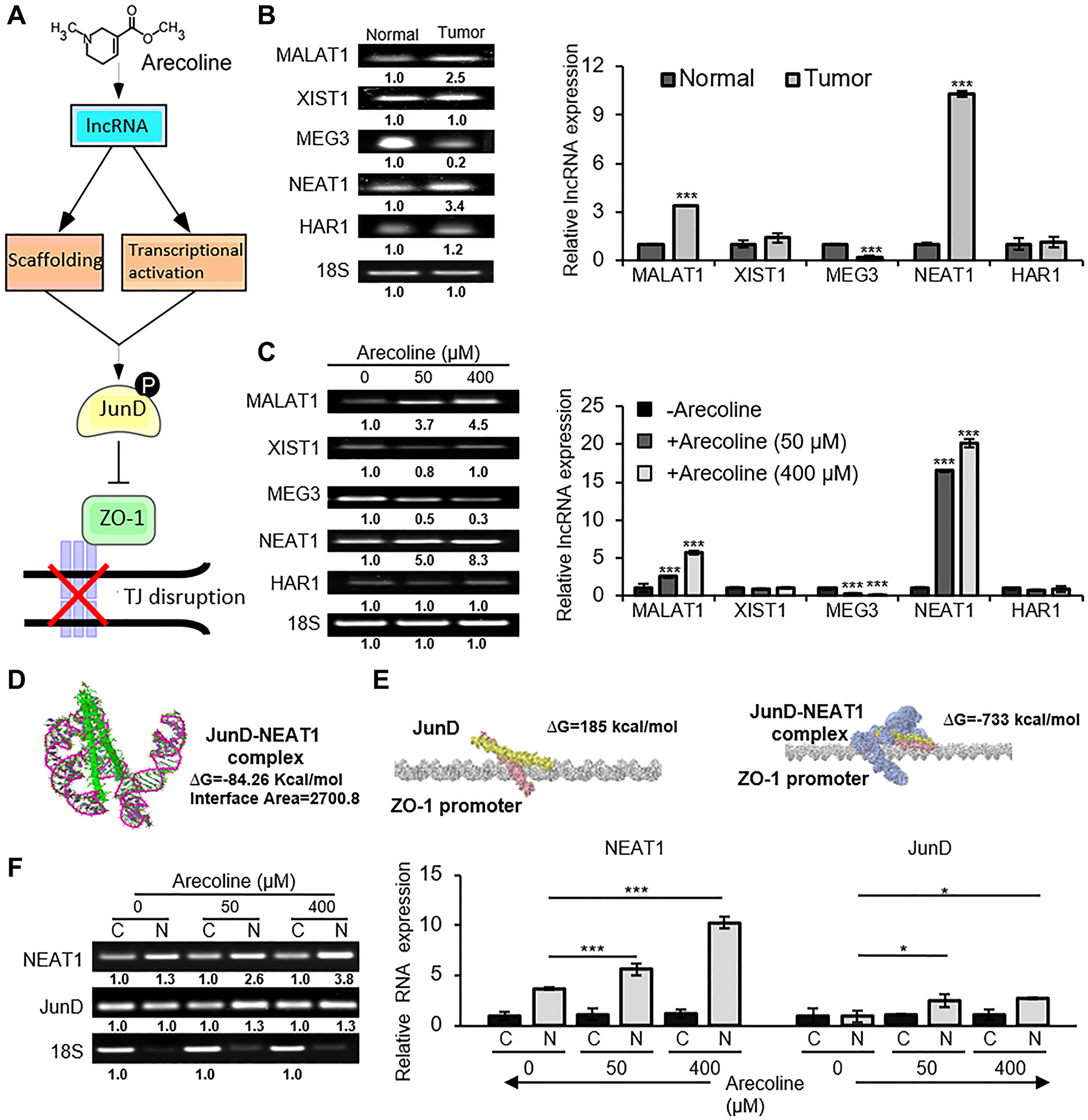 NEAT1 interacts directly with JunD in the nuclear compartment
