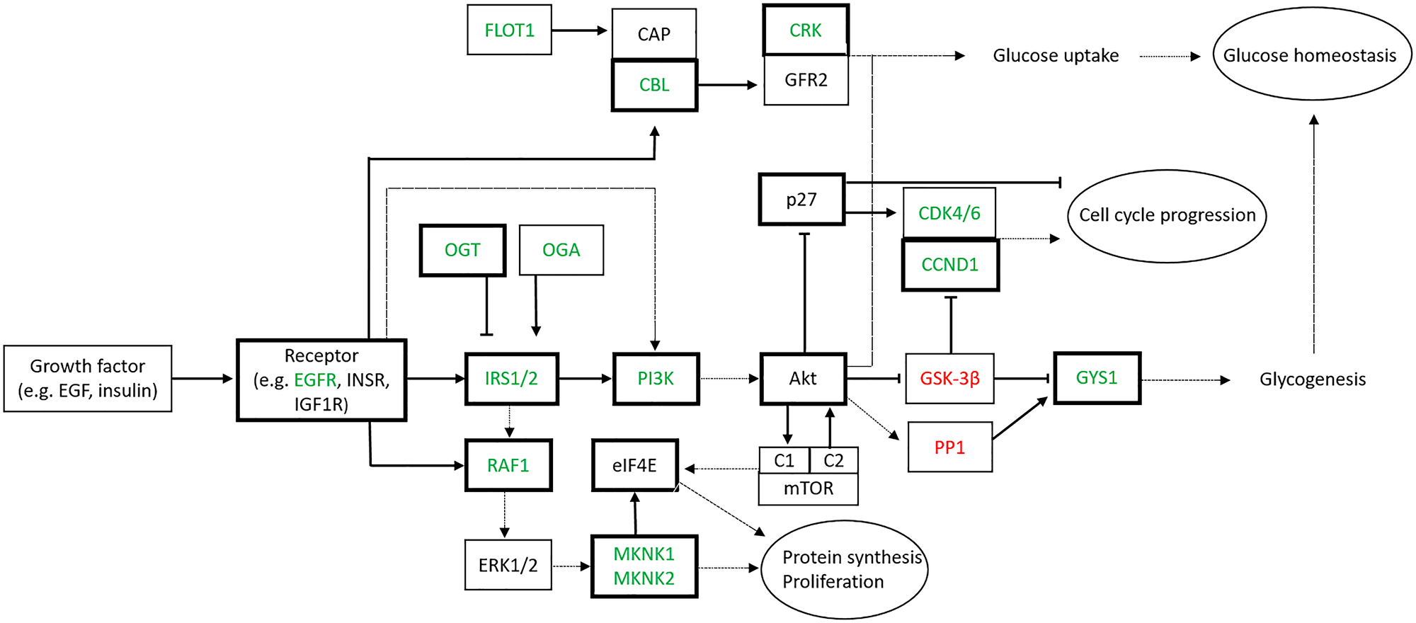 Signaling pathways targeted by miR-7-5p in thyroid cell lines