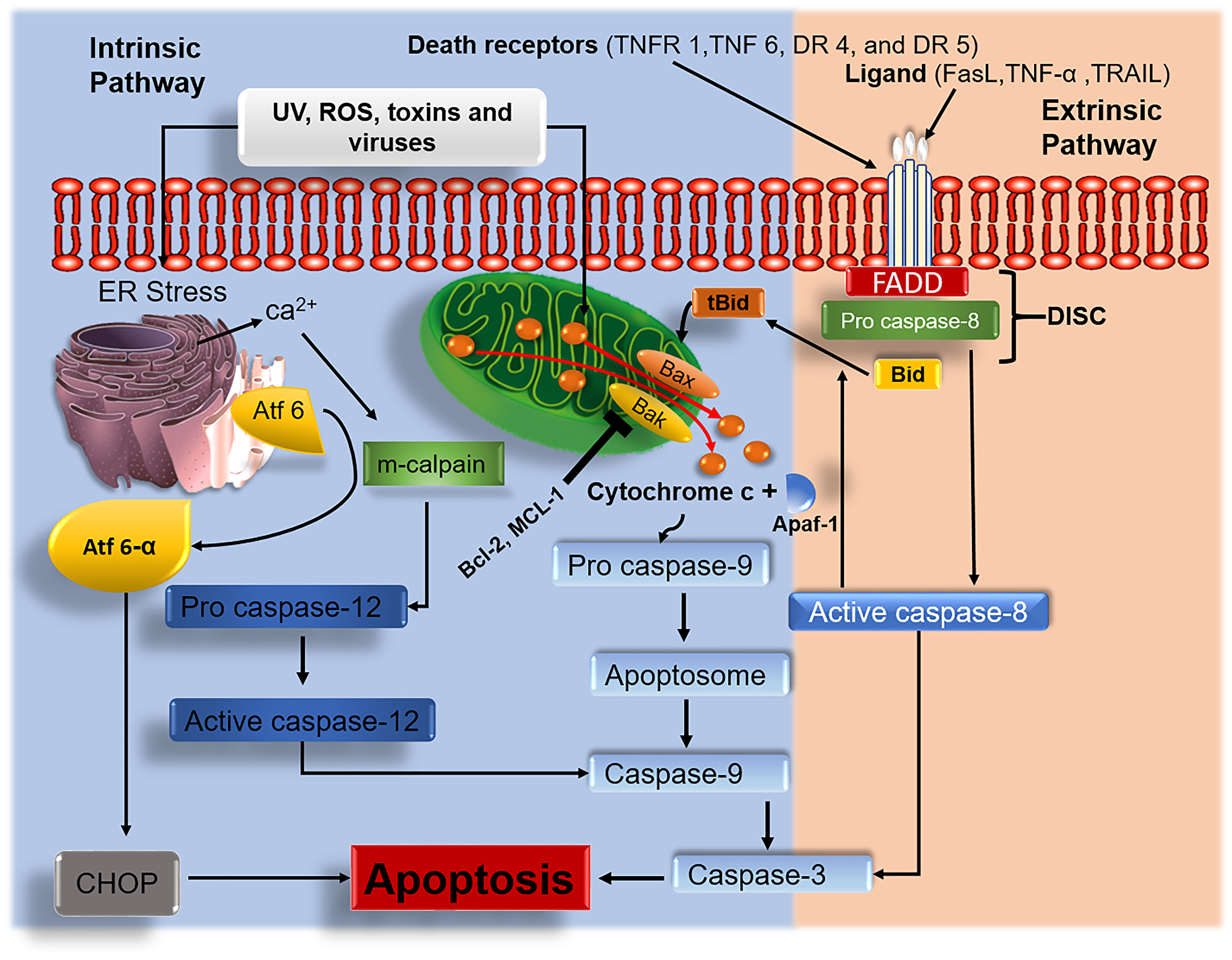 Intrinsic and extrinsic apoptotic signaling pathways