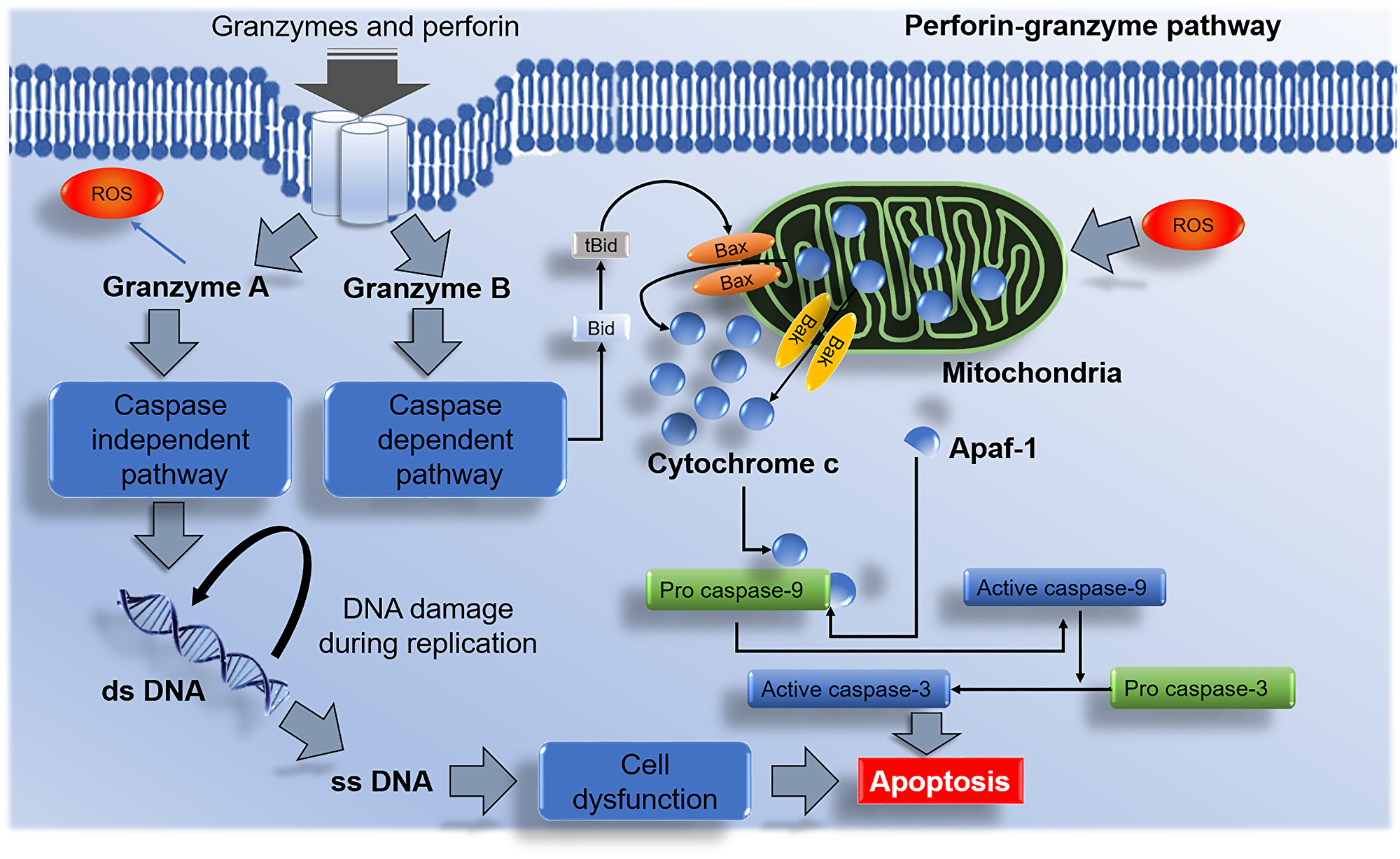 Perforin-granzyme NK cells mediated apoptotic pathway