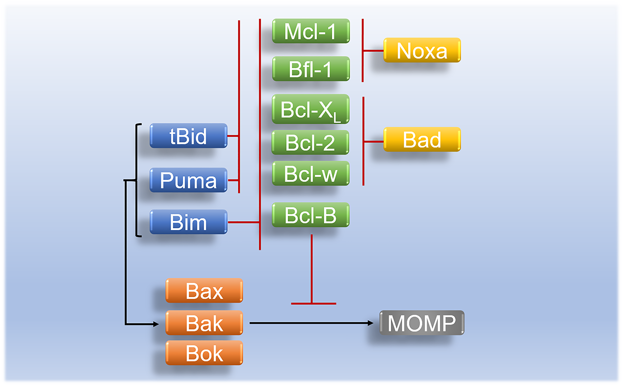 Regulation and interaction of Bcl-2 family proteins in apoptosis