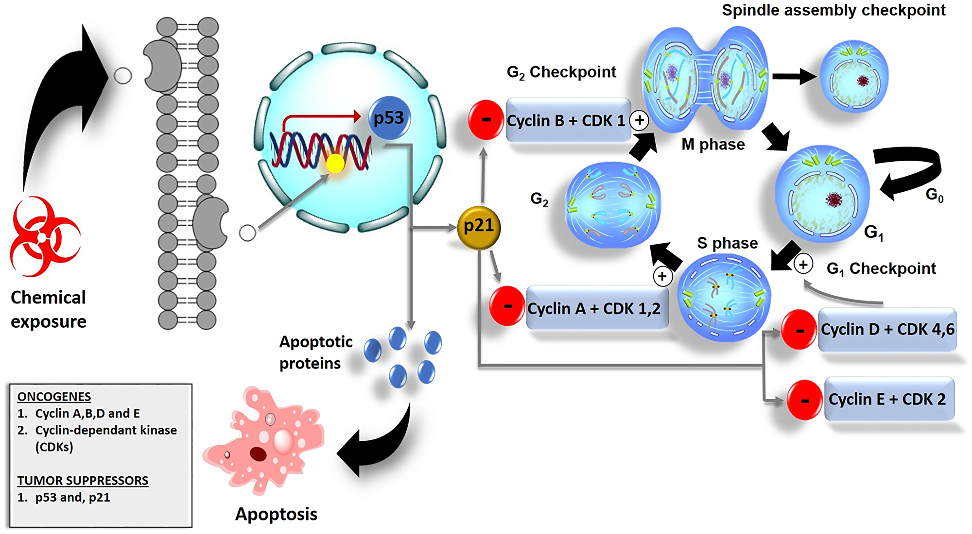 Cell cycle checkpoints and their role in cancer cell death