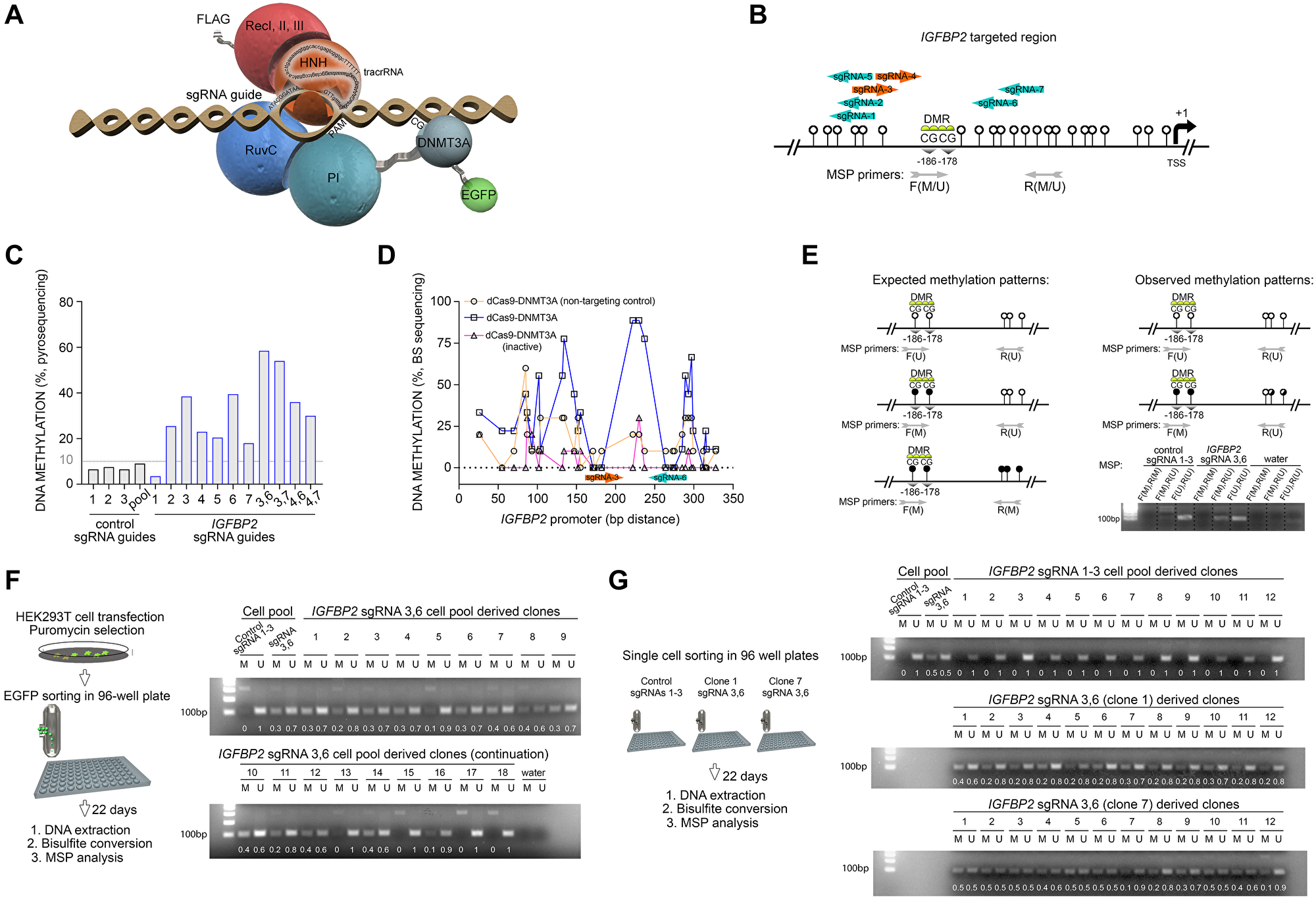RNA-programmed DNA methylation of IGFBP2 promoter introduces stable and heritable marks across mitotic cell divisions