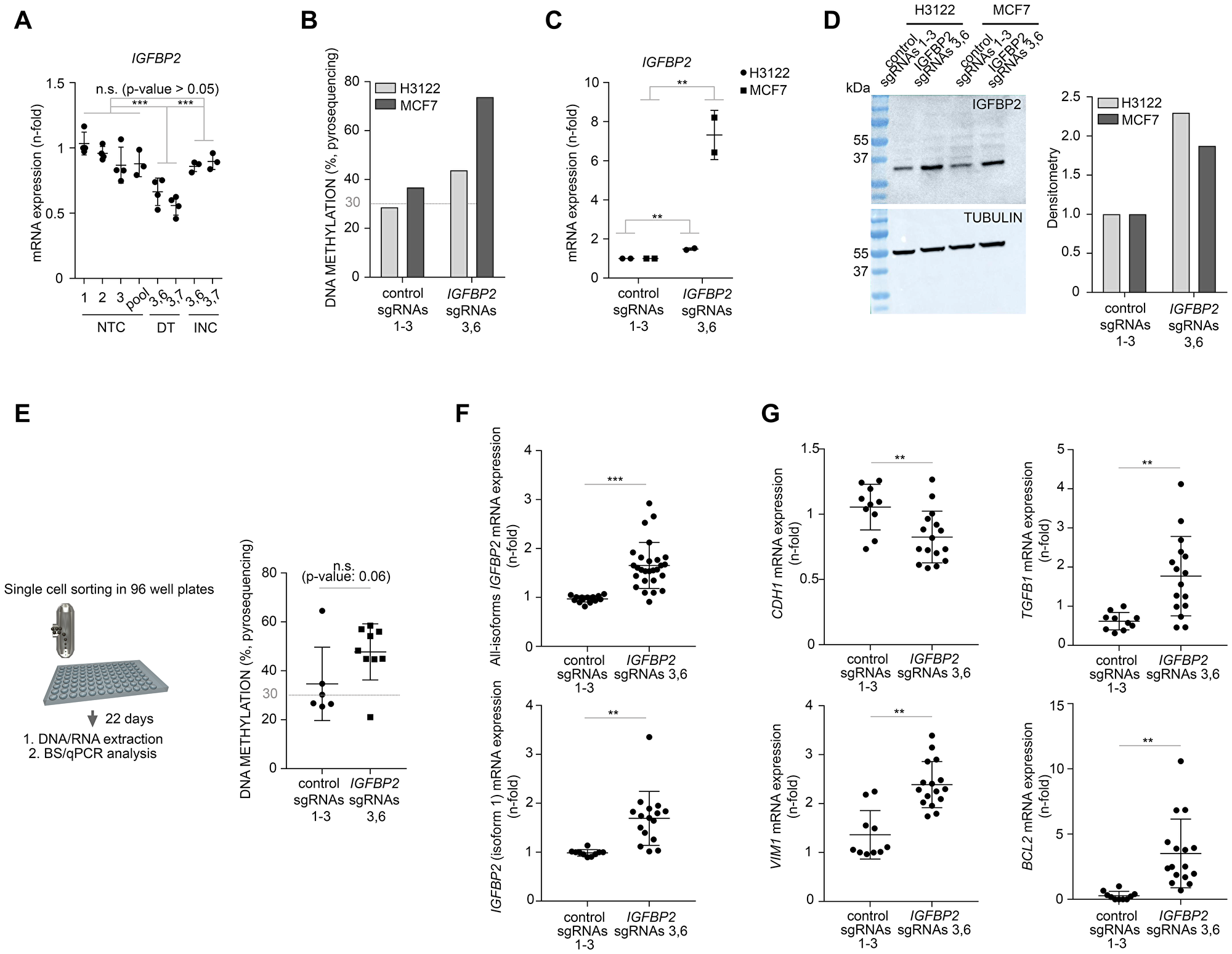 CRISPR/dCas targeted DNA methylation of IGFBP2 promoter affects gene transcription and EMT transcriptomics in cancer cells