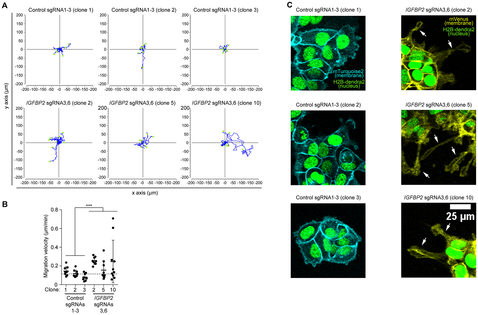 High resolution imaging reveal an increased migration speed of the epithelial cell line MCF7 clones upon CRISPR/dCas IGFBP2 epigenetic editing