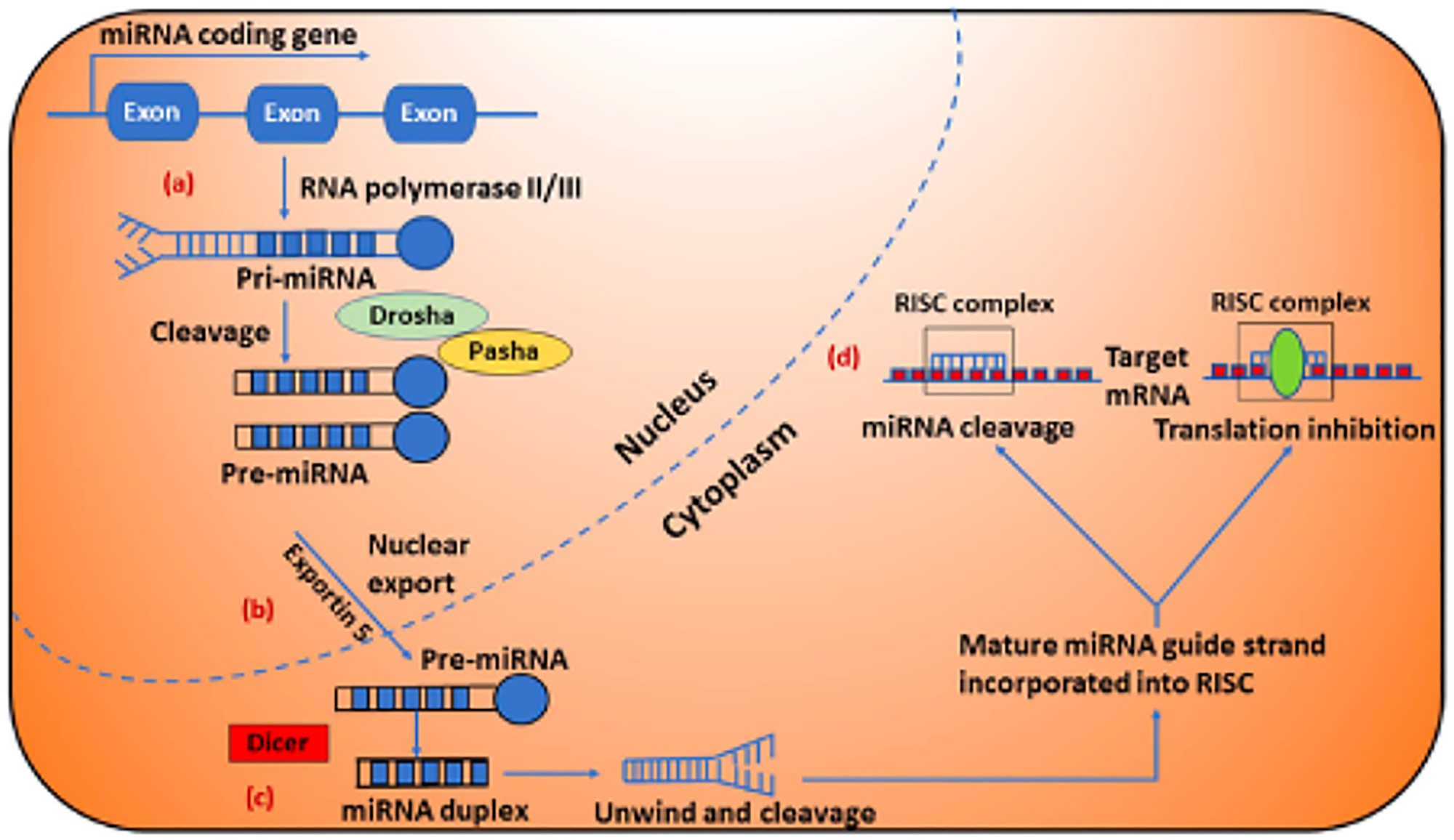 Biogenesis and clinical implications of microRNAs (miRNAs)