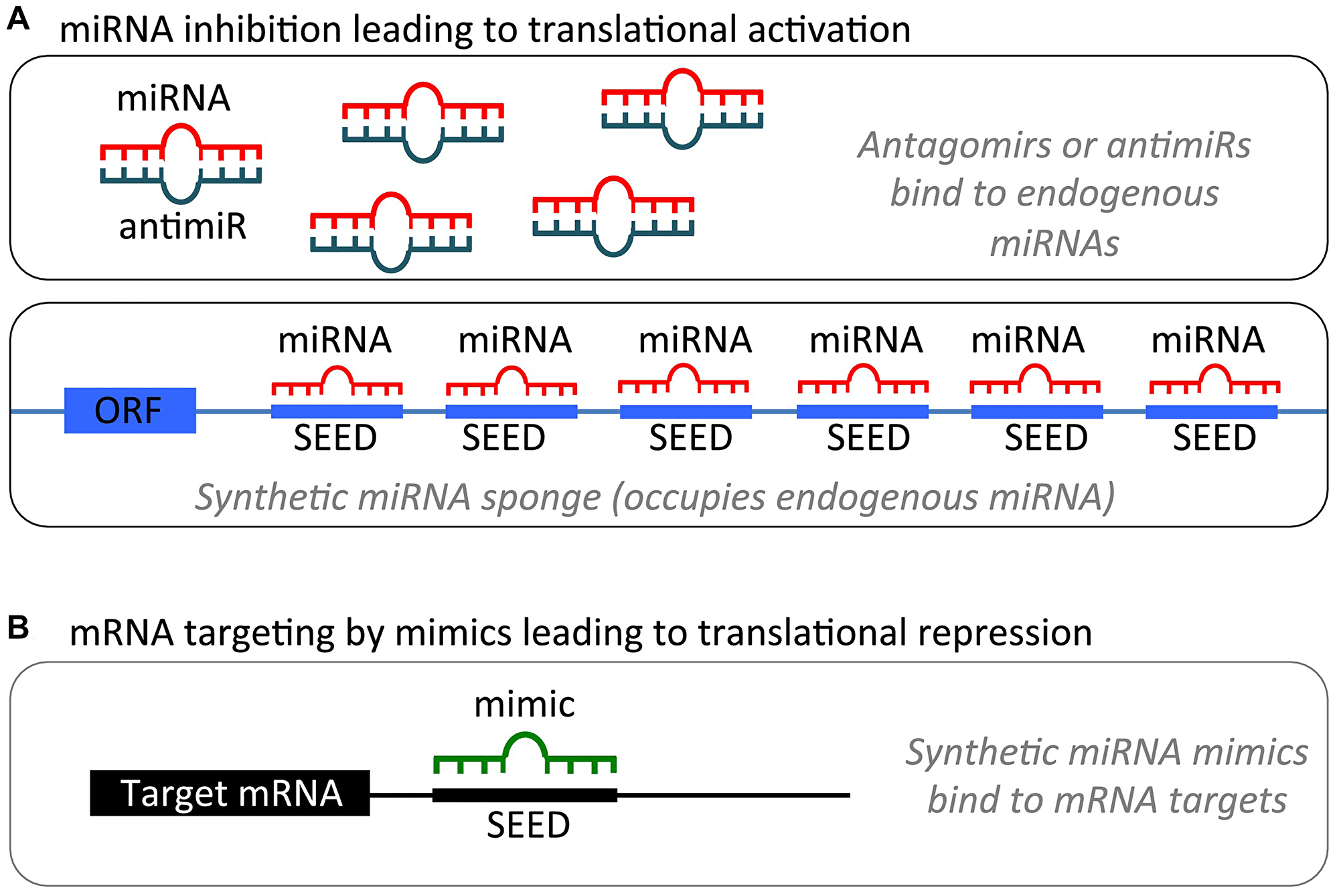 miRNA modulation strategies for therapeutic intervention