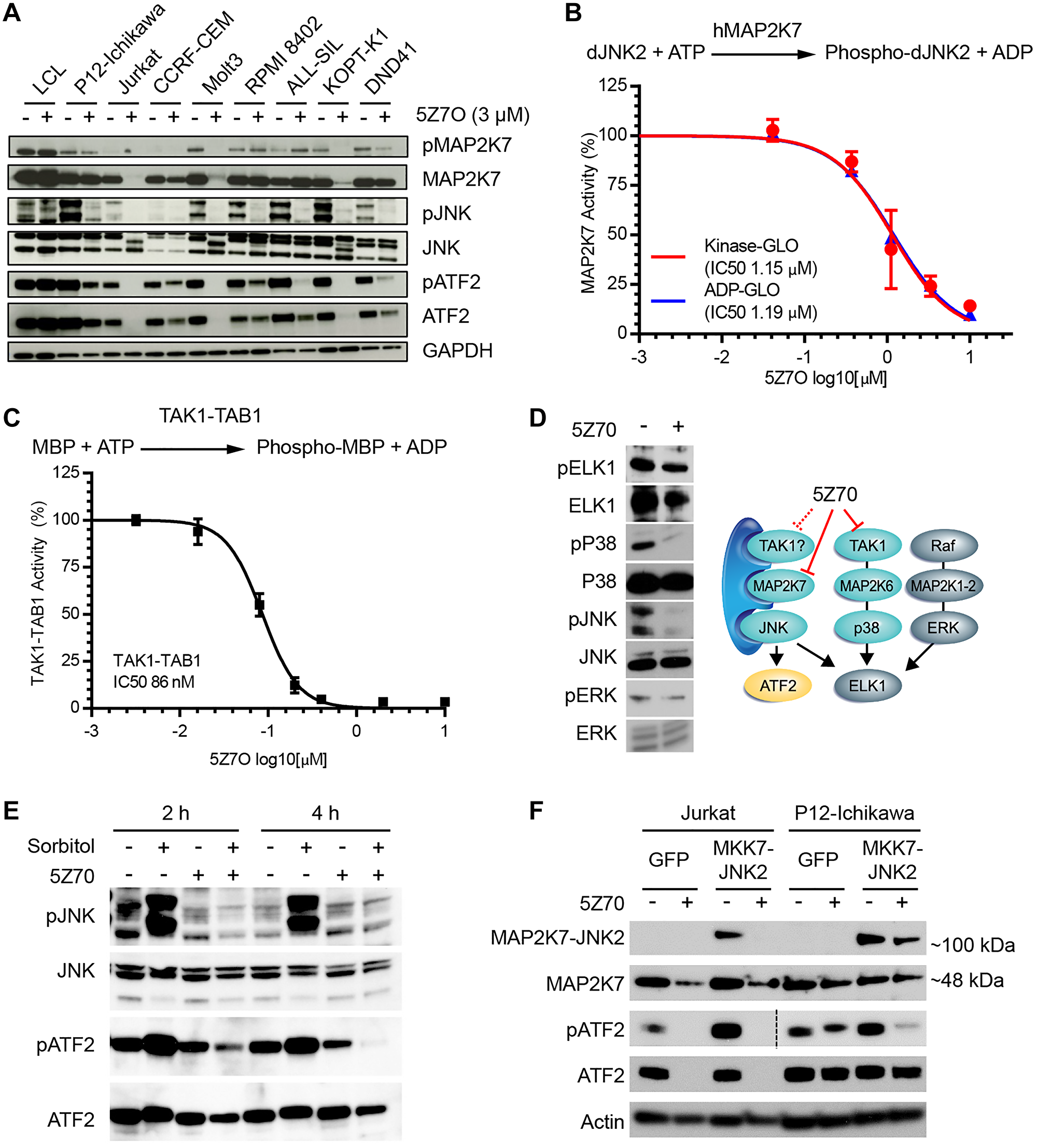 5Z7O inhibits MAP2K7 activity and downstream activation of JNK