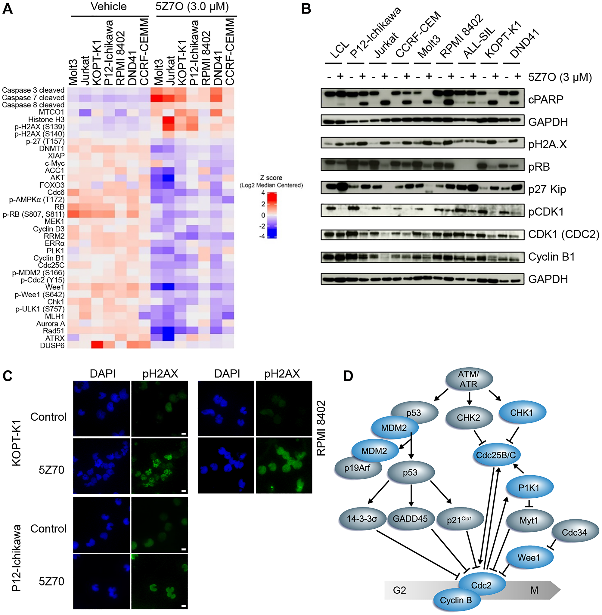 5Z7O induces activation of apoptosis pathways and disrupts cell cycle progression