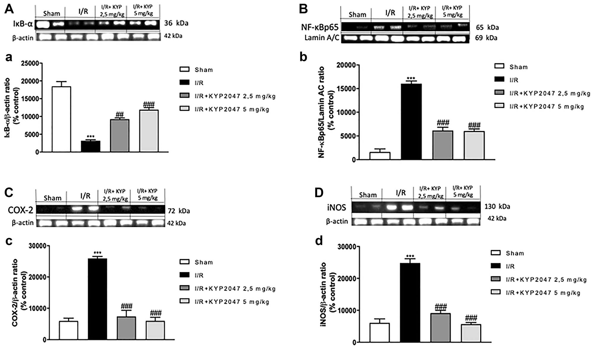KYP-2047 treatment on lung inflammation