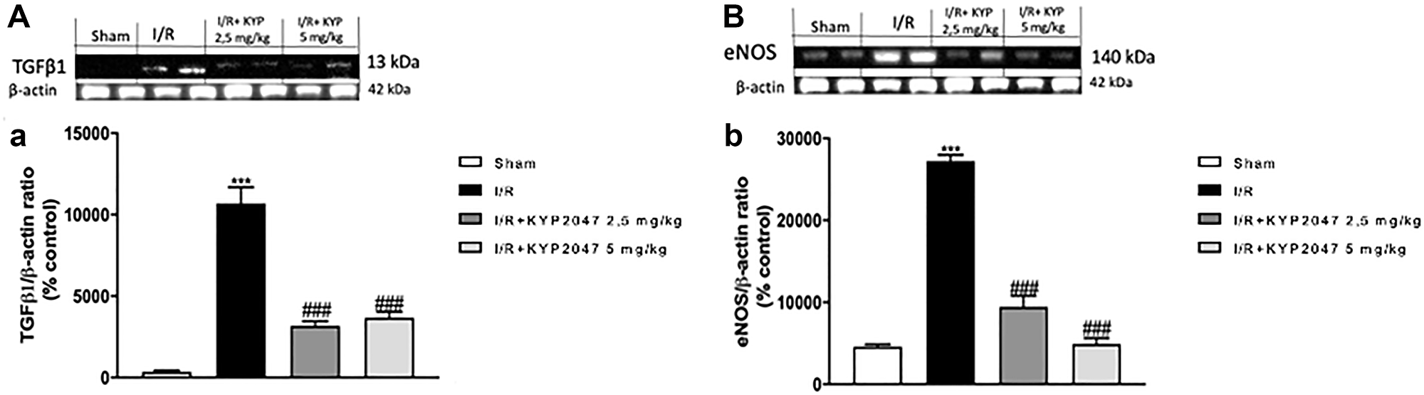 Role of KYP-2047 treatment on TGF-β1 and eNOS