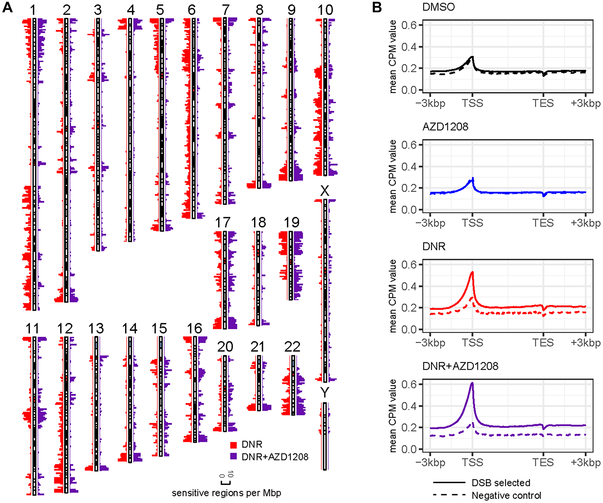 Genome-wide distribution of DSBs by DSB-seq