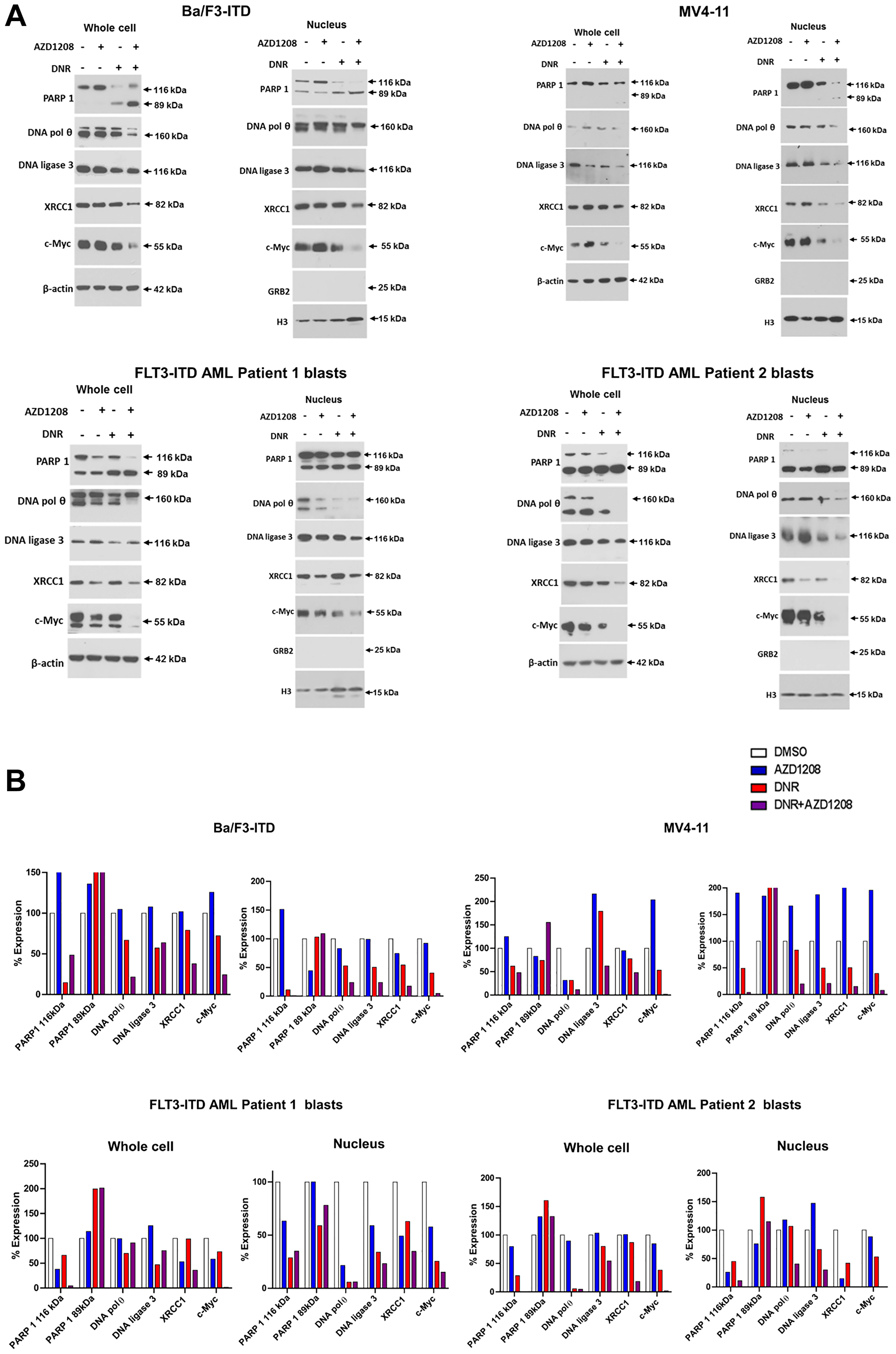 Effect of daunorubicin and/or Pim kinase inhibitor treatment on levels of Alt-NHEJ pathway proteins and c-Myc protein in cells with FLT3-ITD