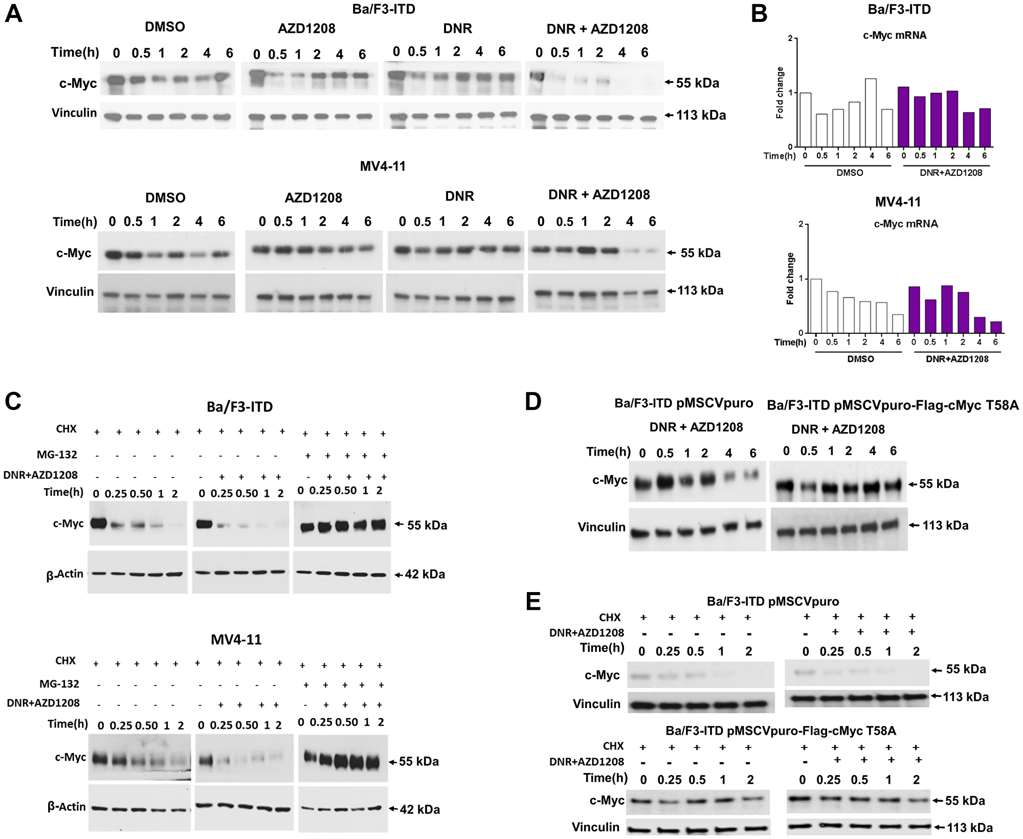 Topoisomerase 2 inhibitor and Pim kinase inhibitor co-treatment downregulates c-Myc through increased proteasomal degradation