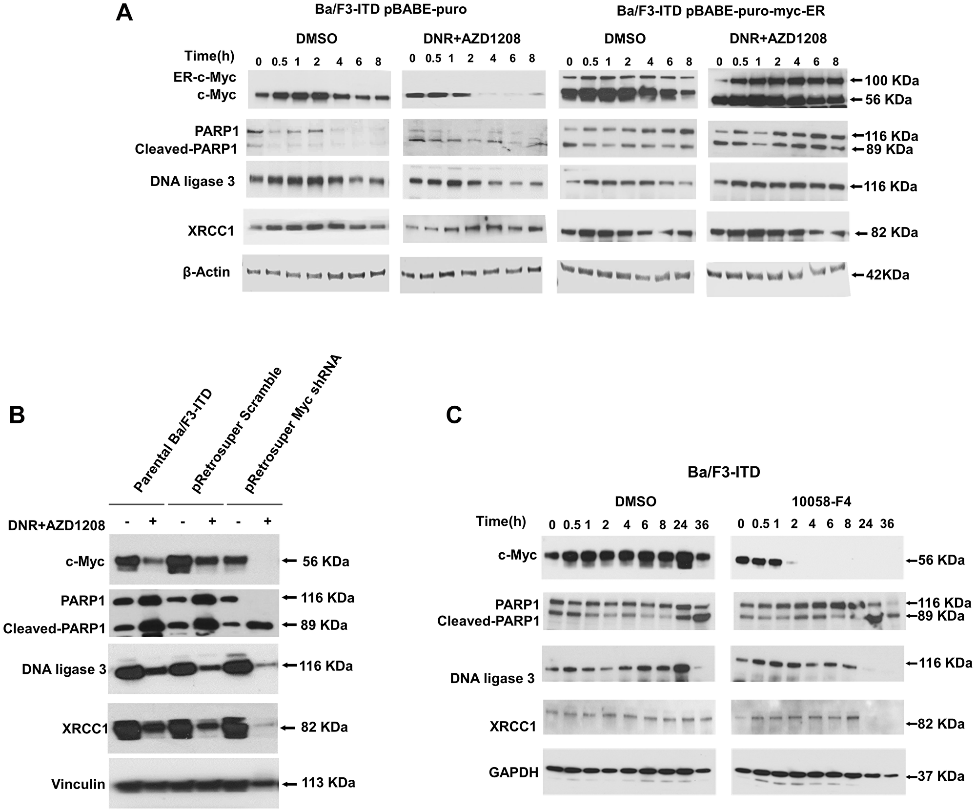 Expression of Alt-NHEJ repair proteins is regulated by c-Myc