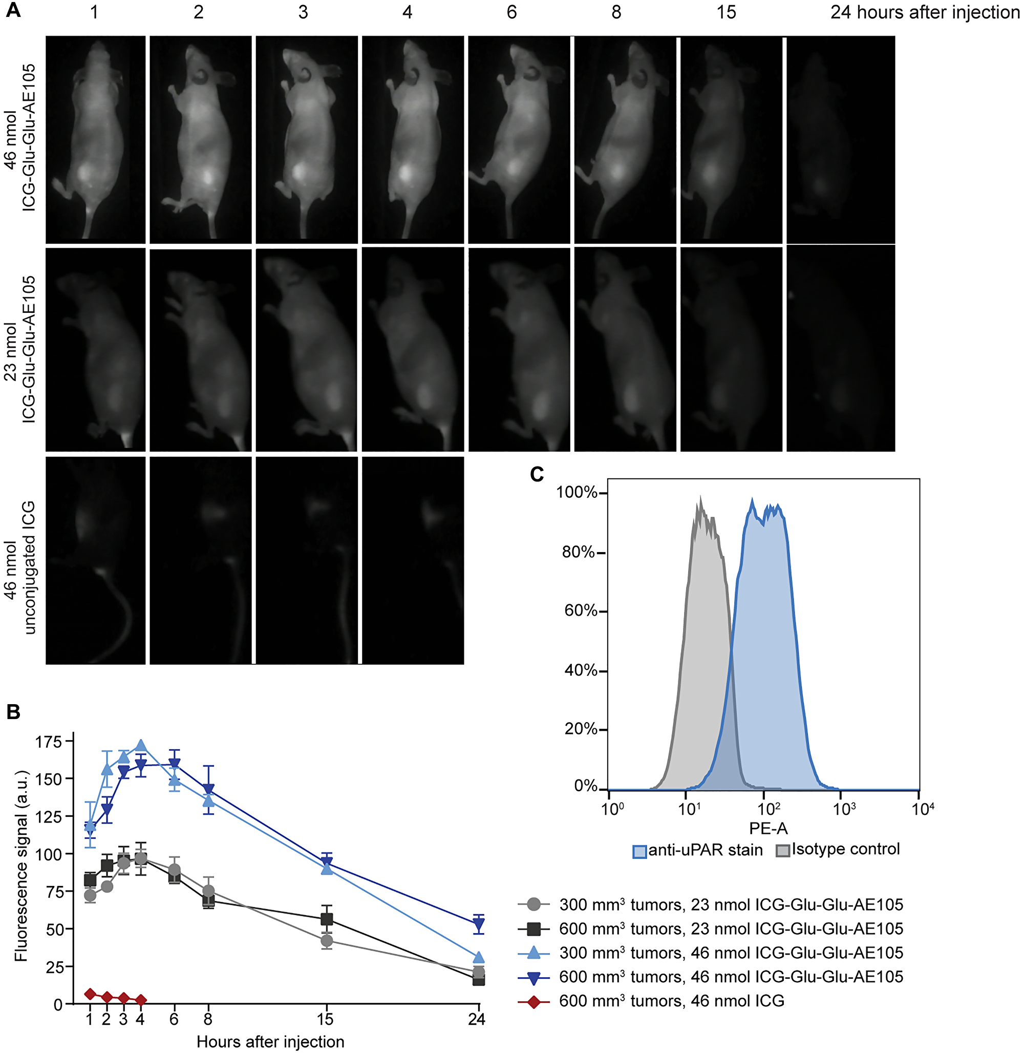 Accumulation of ICG-Glu-Glu-AE105 and unconjugated ICG in subcutaneous U-87 MG.luc2 tumors and uPAR expression in vitro