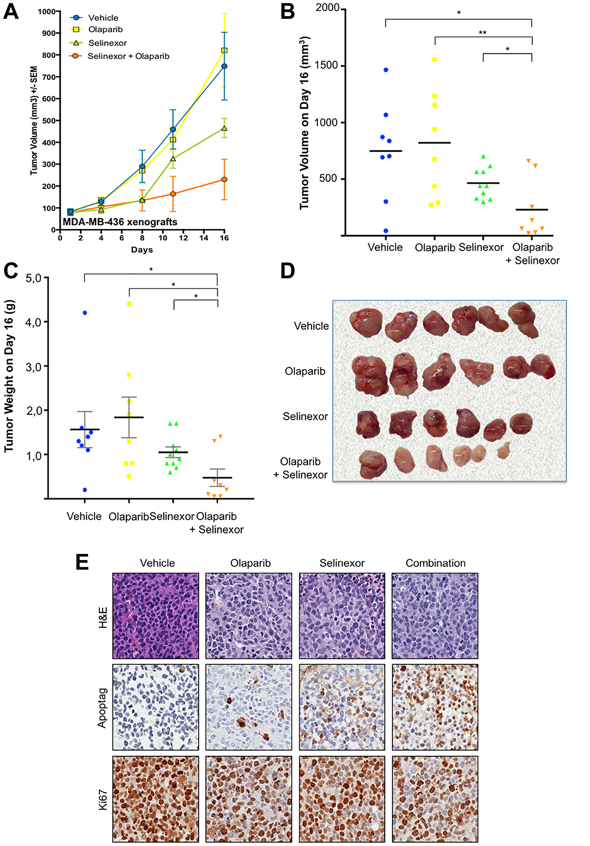 Synergistic effect of olaparib and selinexor on the growth of BRCA1-mut MDA-MB-436 xenografts in immunodeficient mice