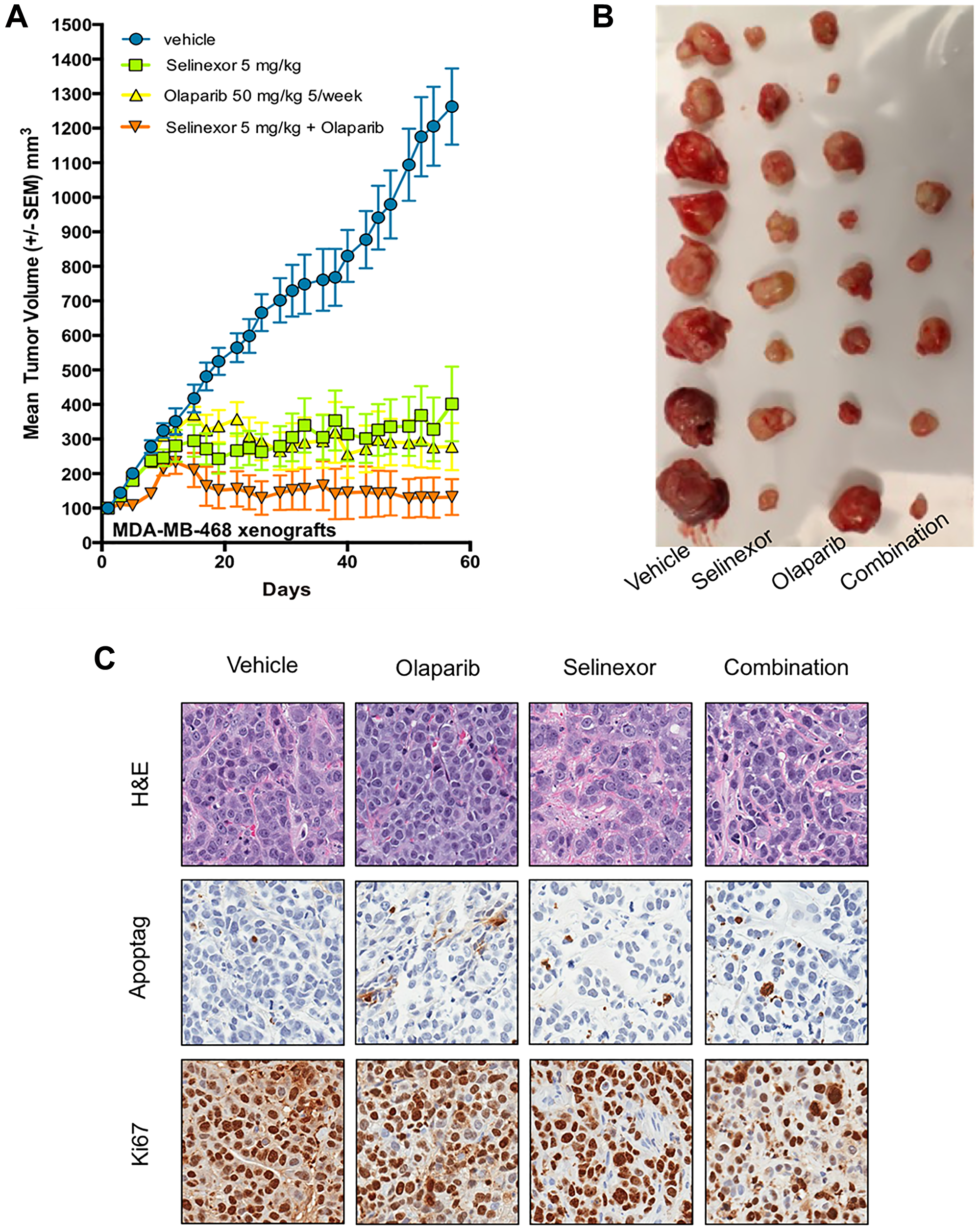 Synergistic effect of olaparib and selinexor on the growth of BRCA1-wt MDA-MB-468, xenografts in immunodeficient mice