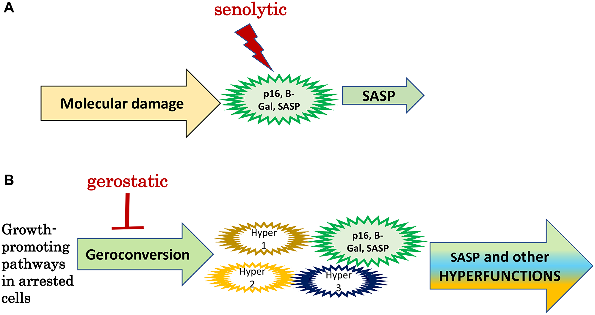 Senolytics versus gerostatics